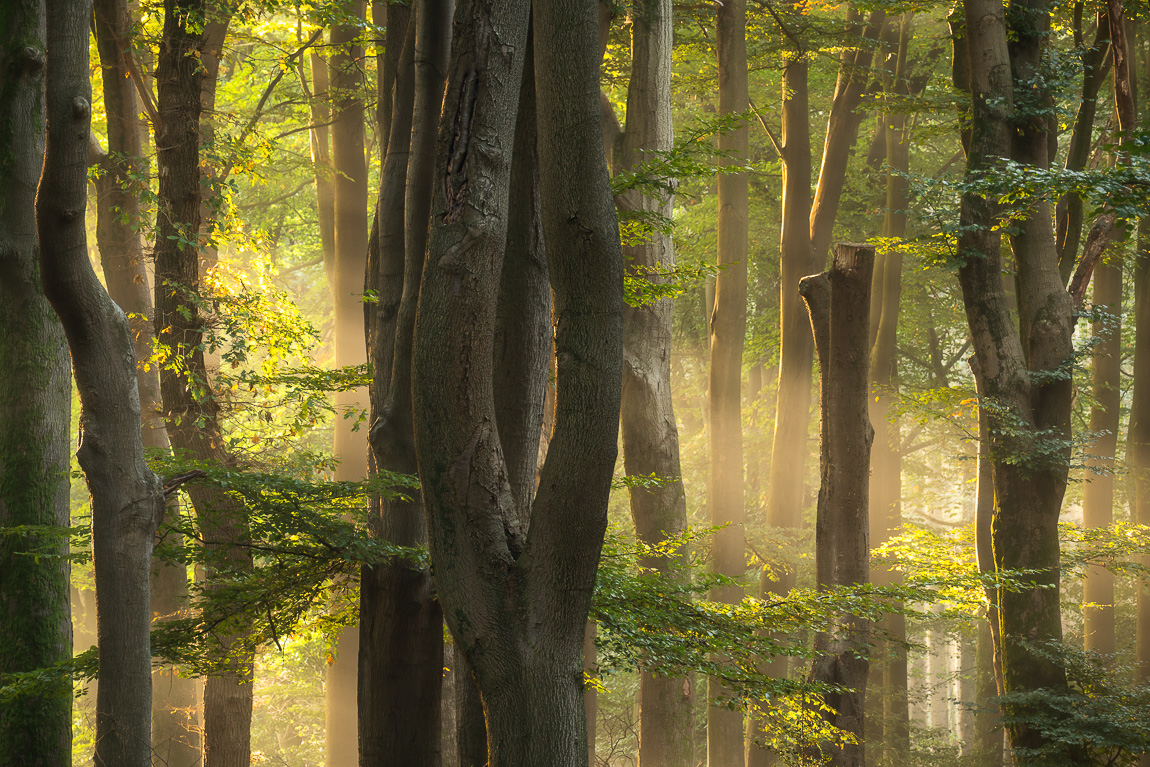 gouden-licht-in-het-speulderbos