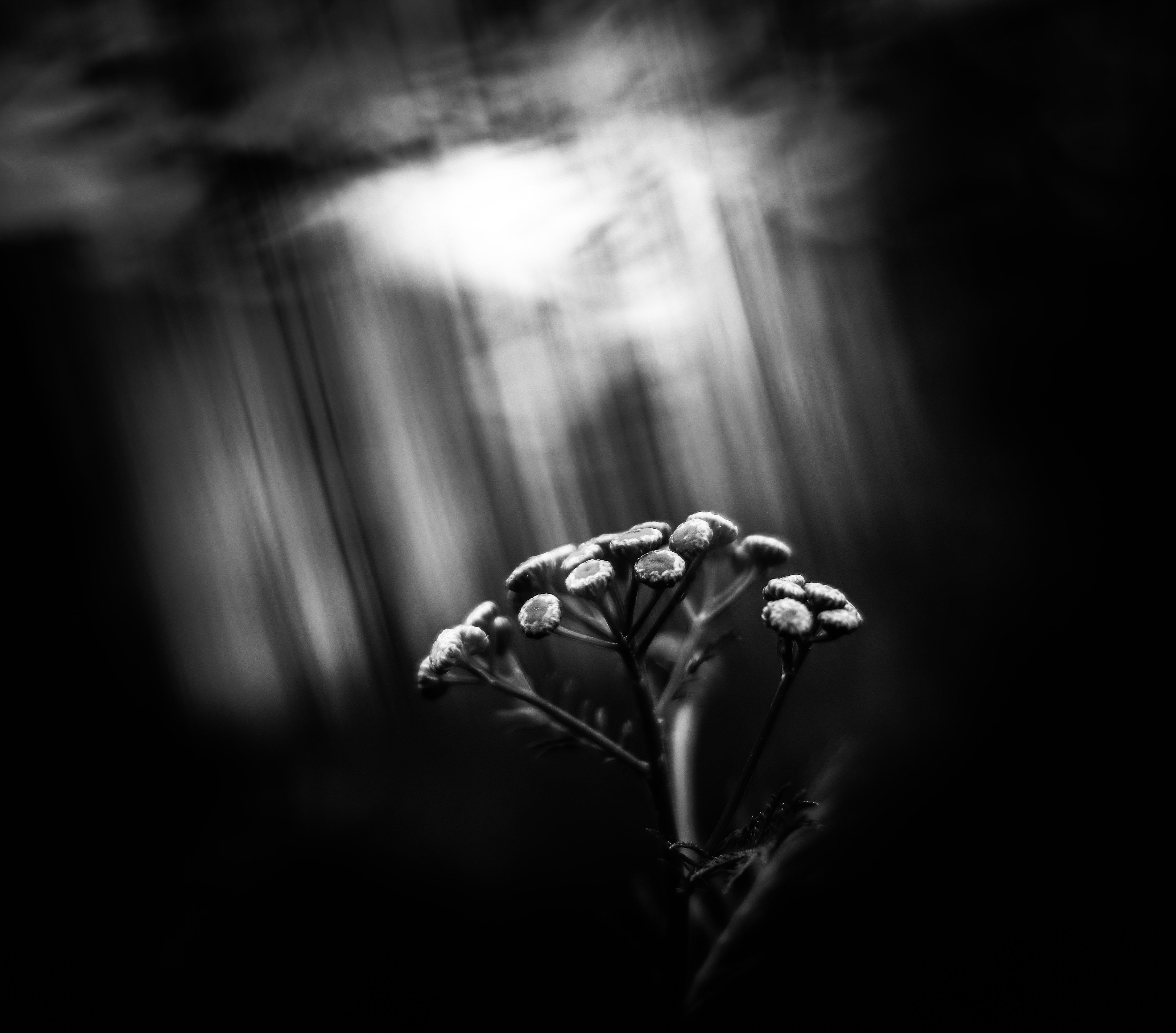 flowers-under-the-heaven-omni-filter