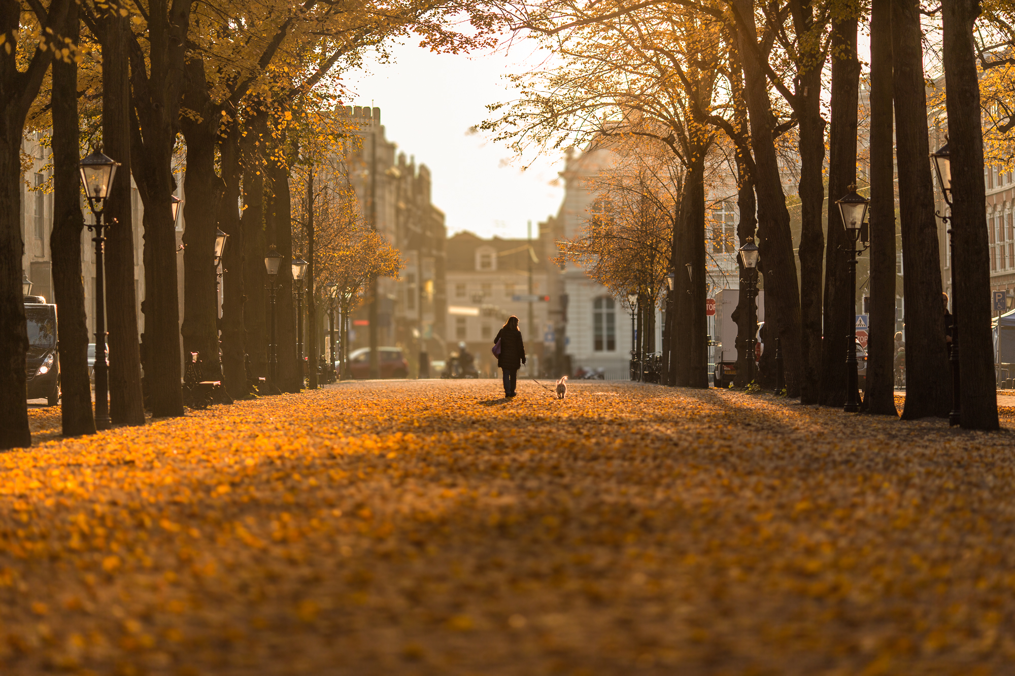 herfstwandeling-in-den-haag