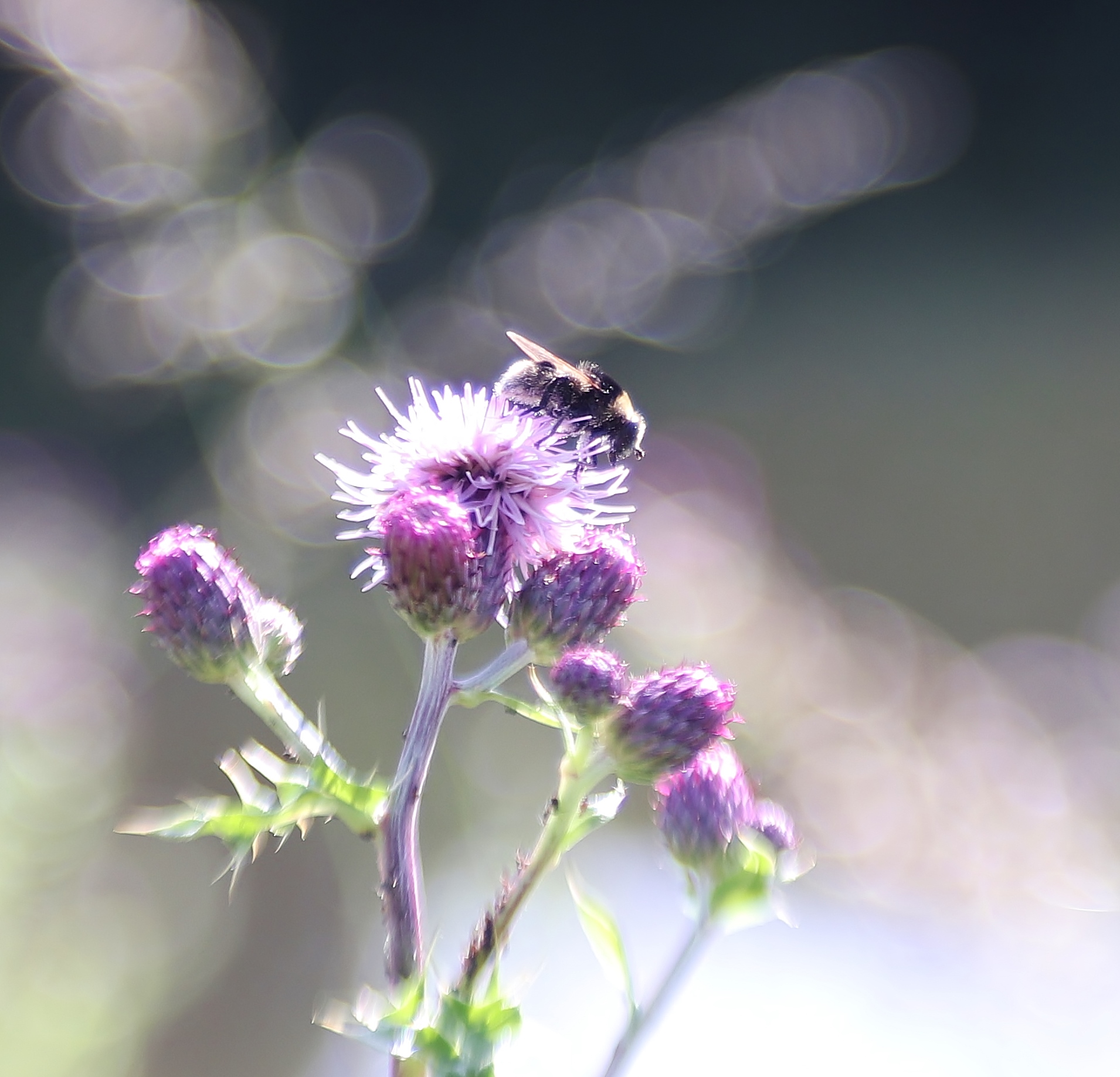 lensbabylove-sweet-50