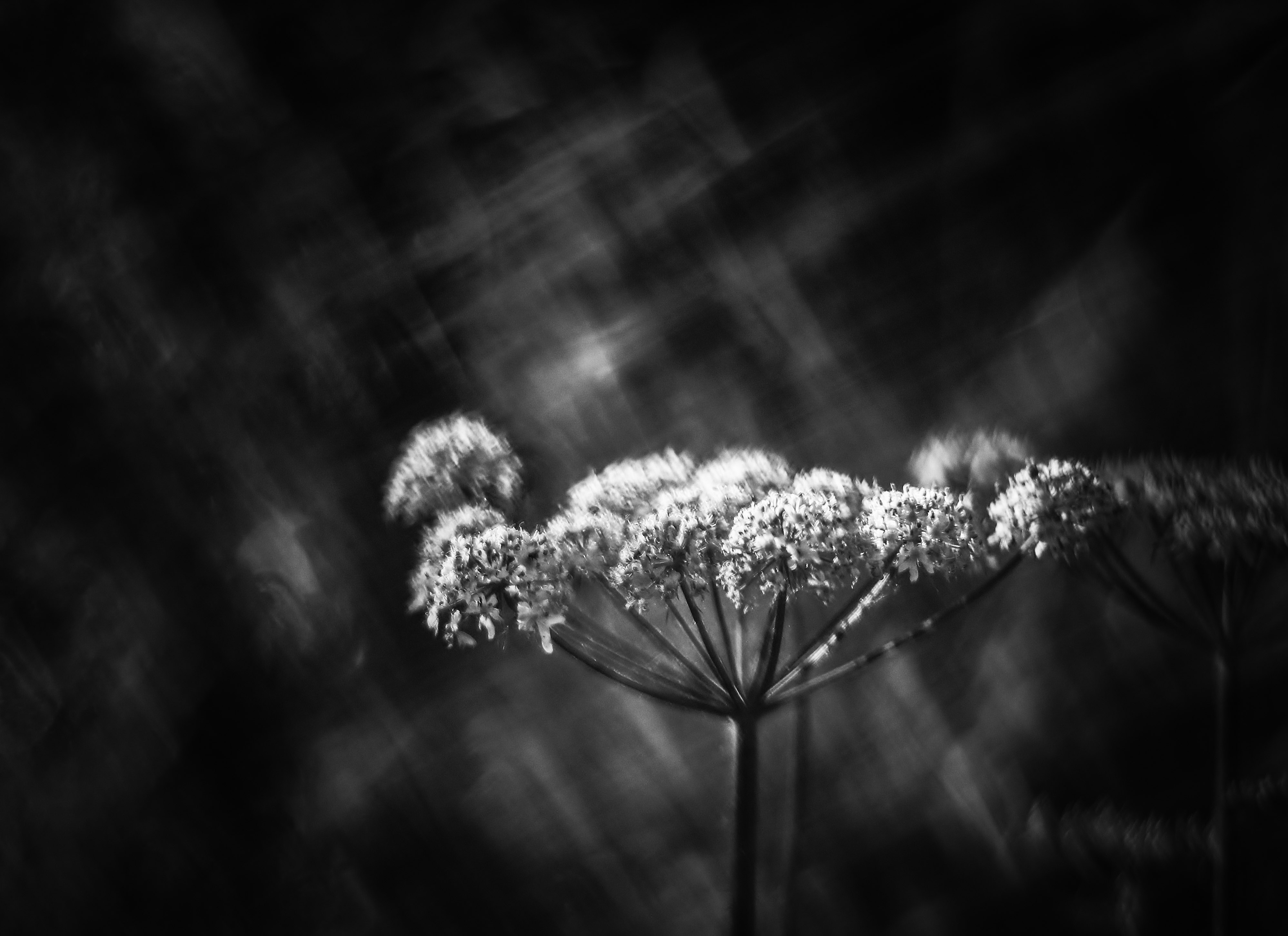 lensbaby-addict-omni