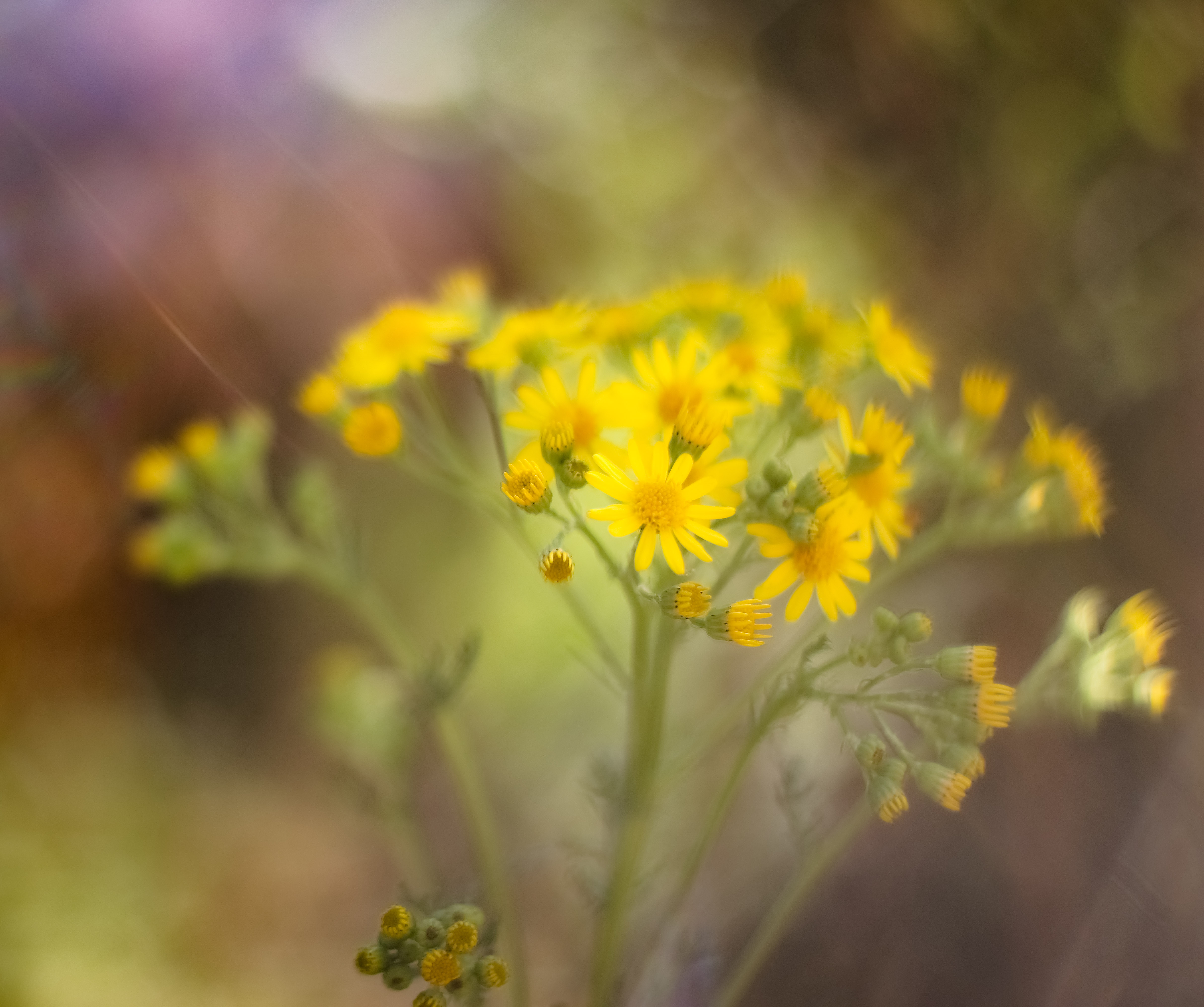 lensbabylove-omni-en-velvet