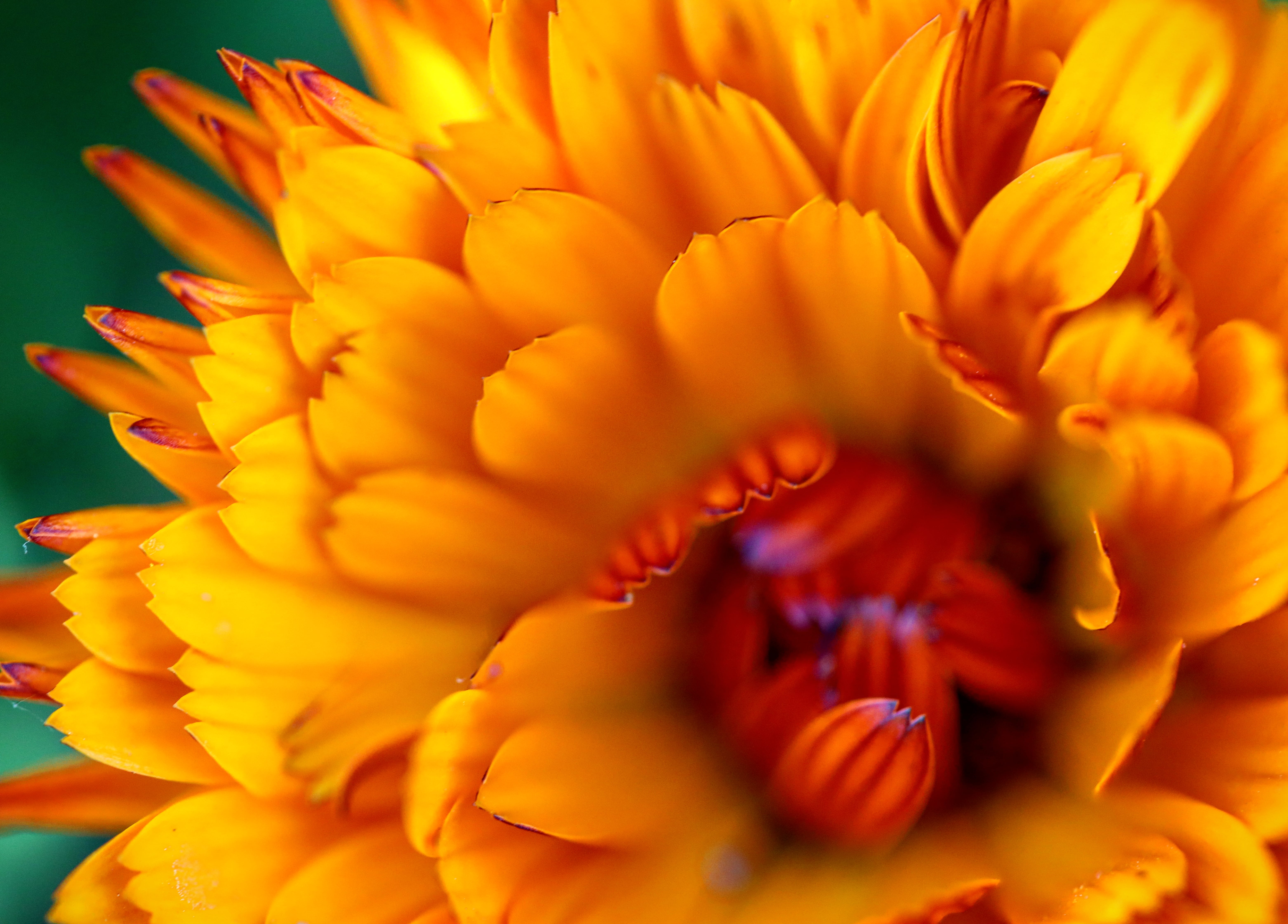 blaadjes-in-t-zonlicht