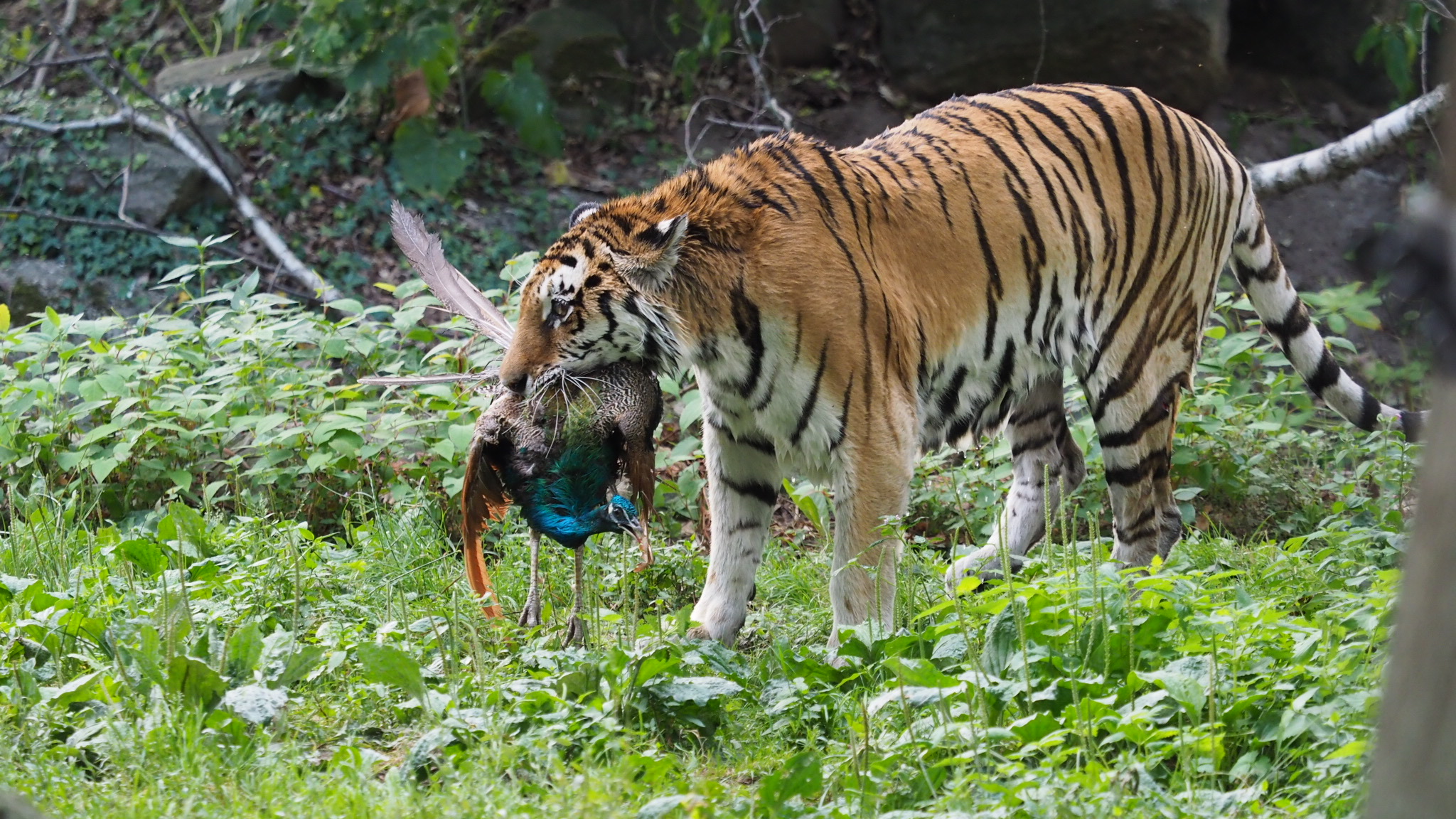 foutje-in-de-dierentuin