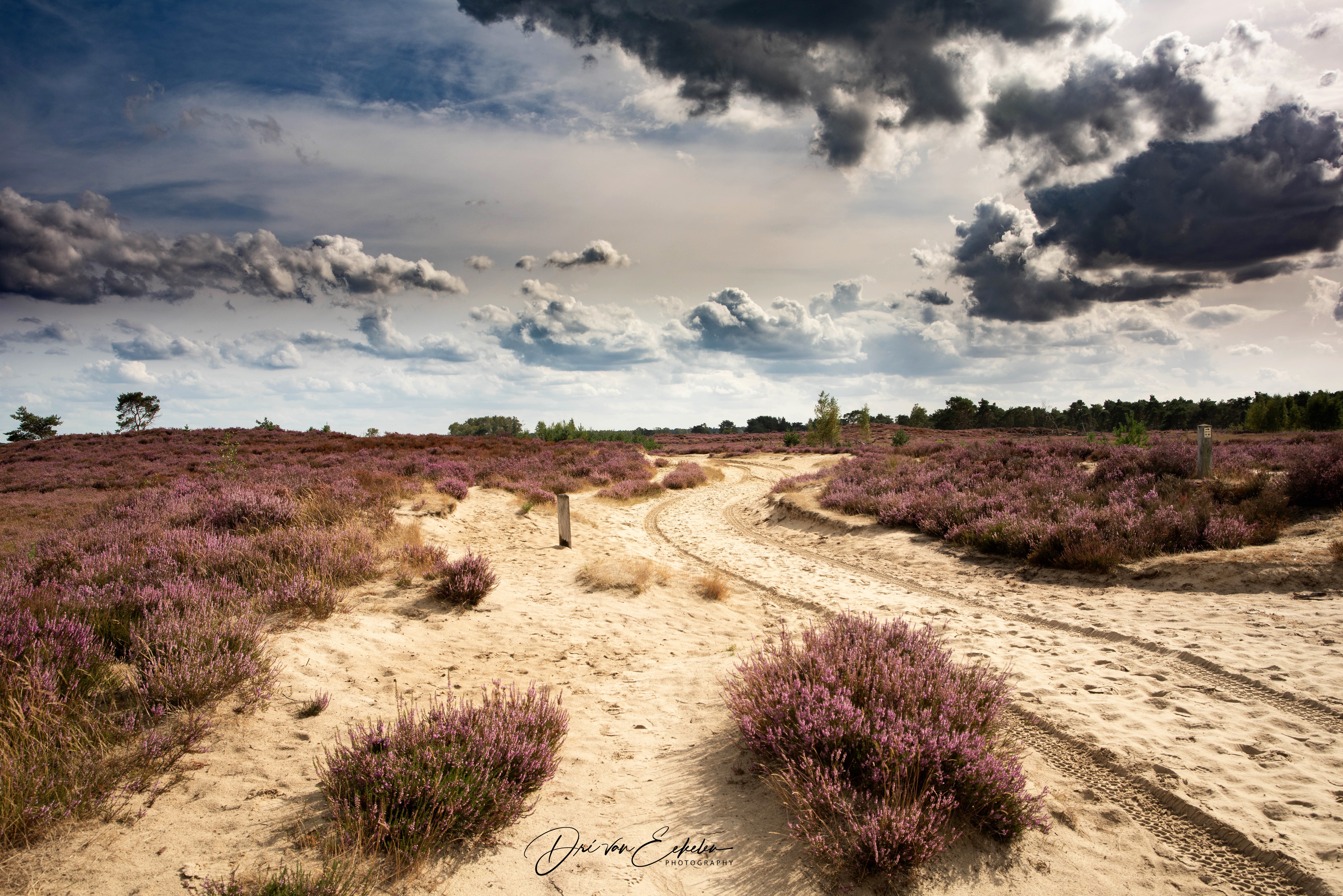 kalmthoutse-heide-grenspark2