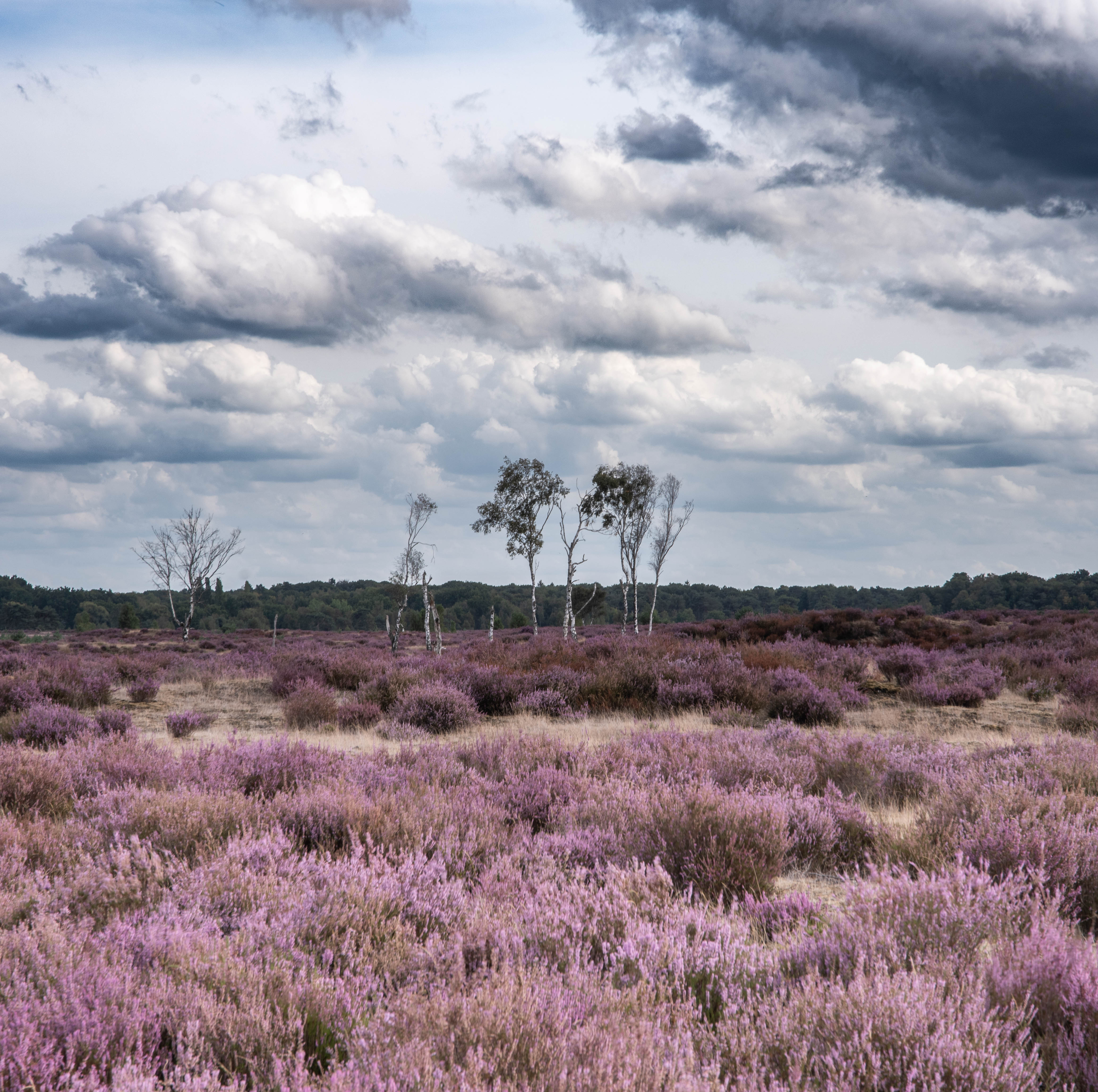 kalmthoutse-heide-grenspark