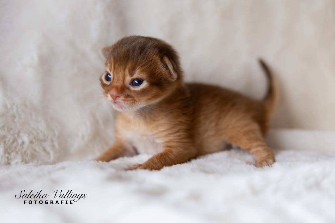 somali-kater-1-week-oud