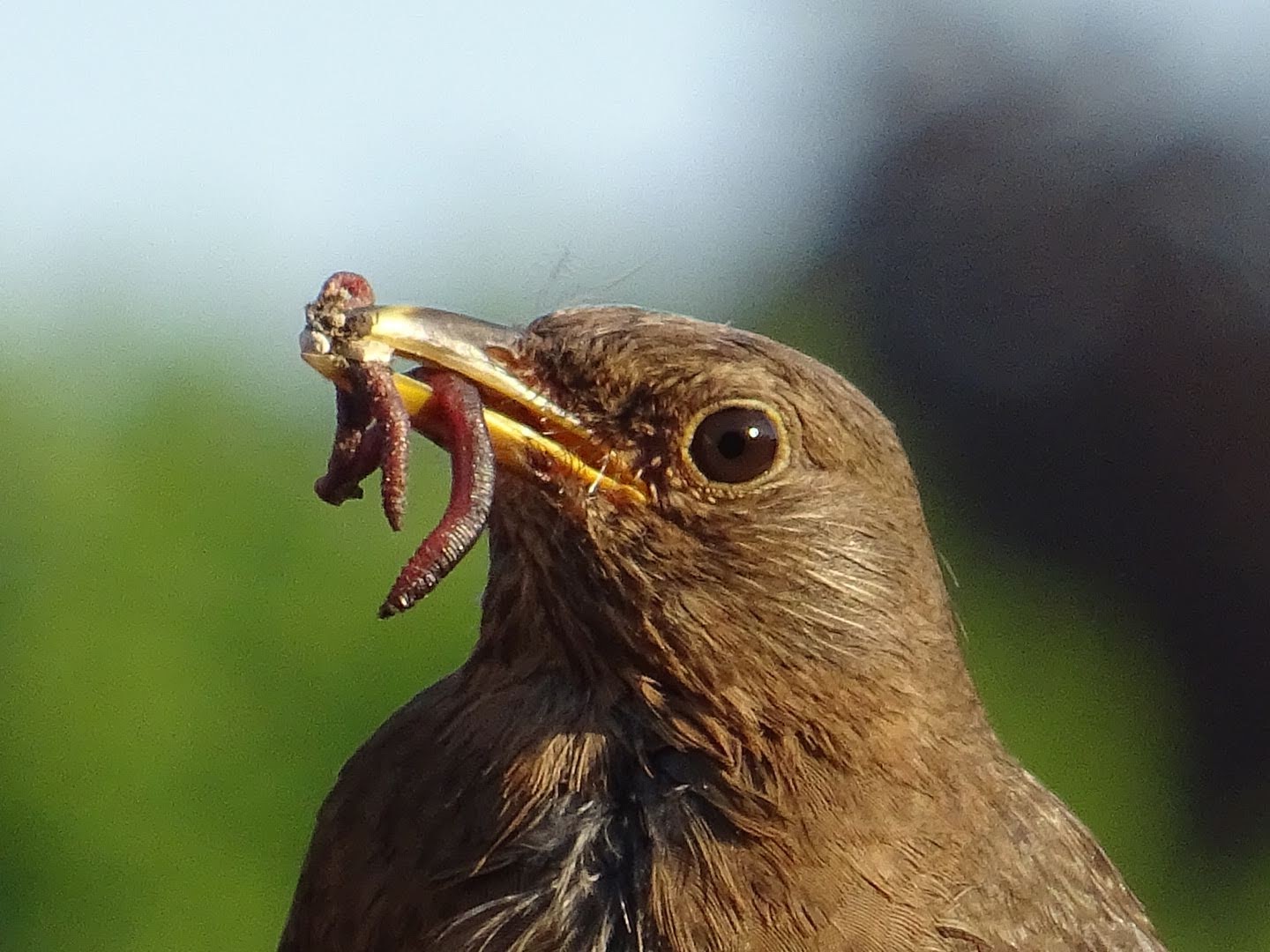 lekker-hapje-voor-de-baby-mereltjes