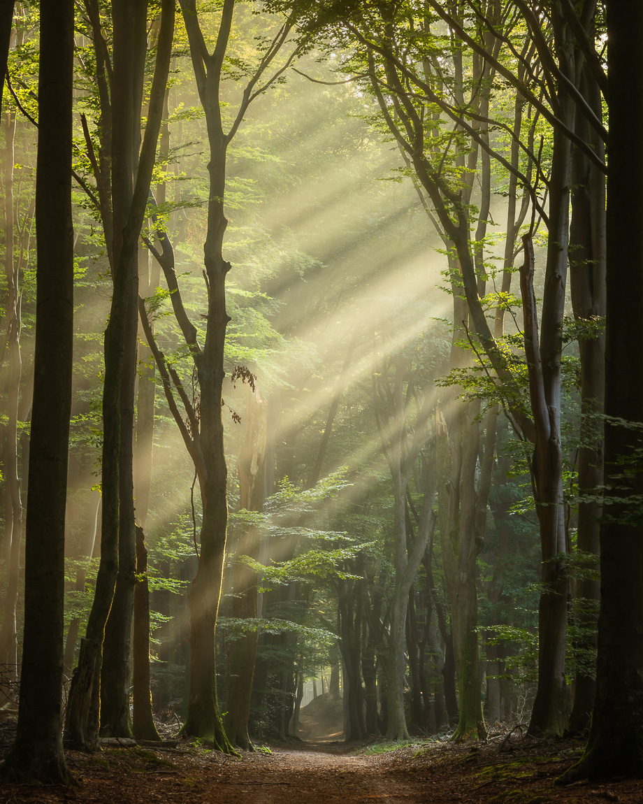 zonnestralen-in-het-speulderbos