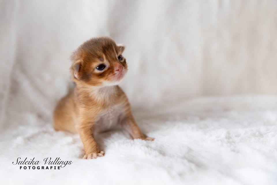 somali-kitten-1-week-oud