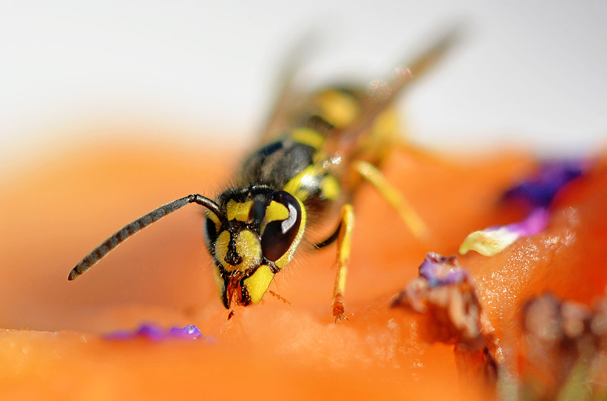 wesp-aan-het-snoepen