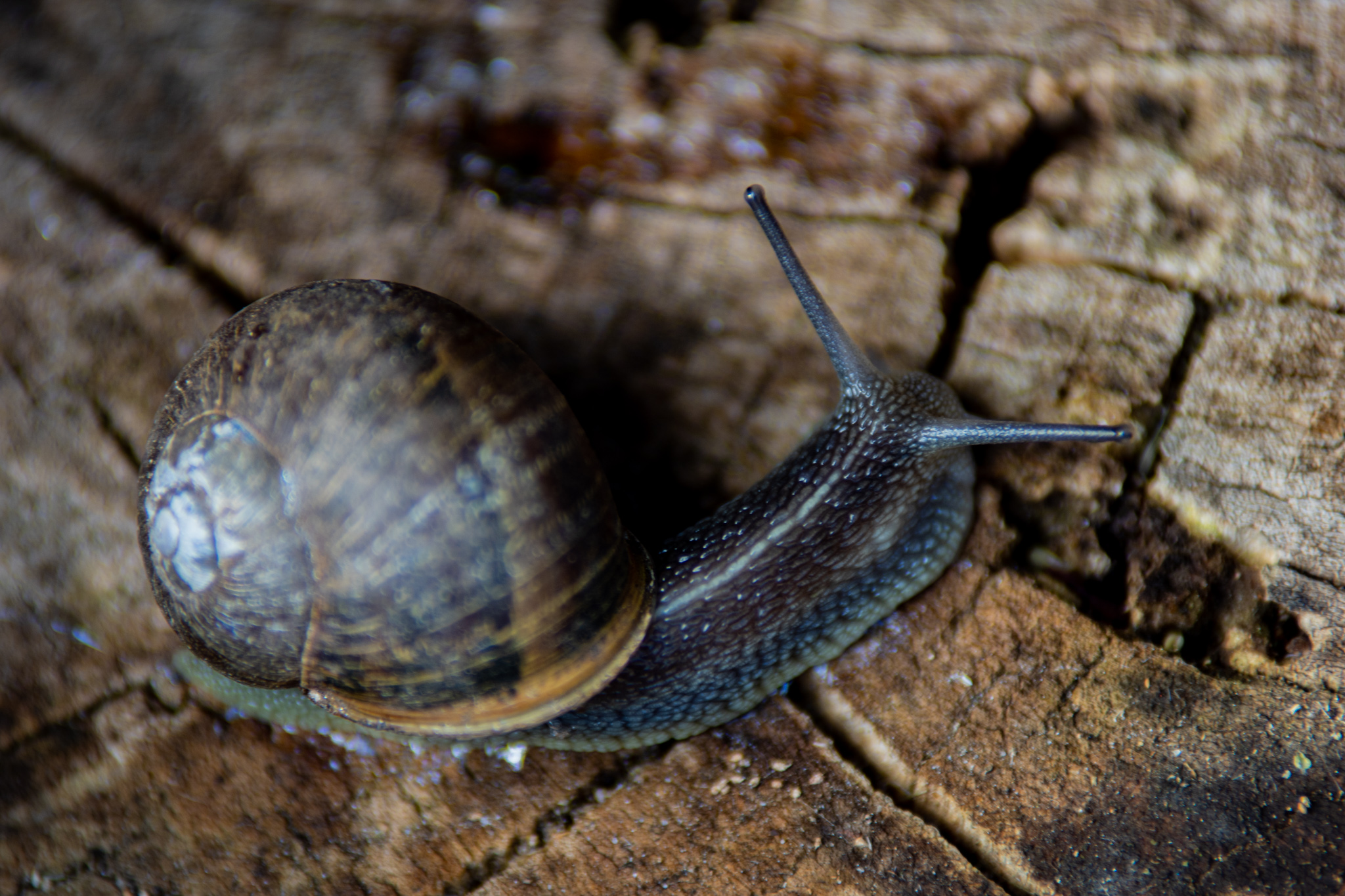 coming-out-of-the-wood