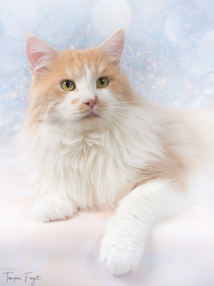 alfie-in-pastelkleurtjes