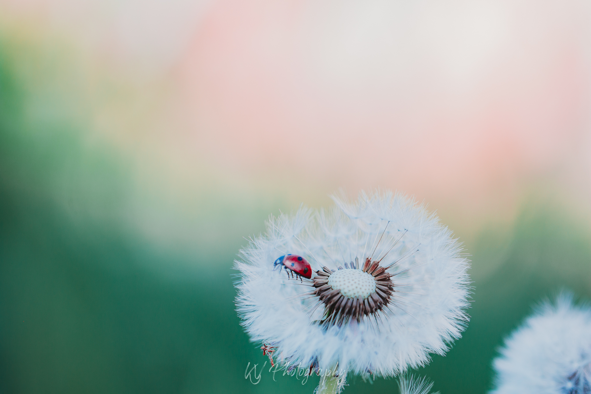 lieveheersbeestje-op-dandelion