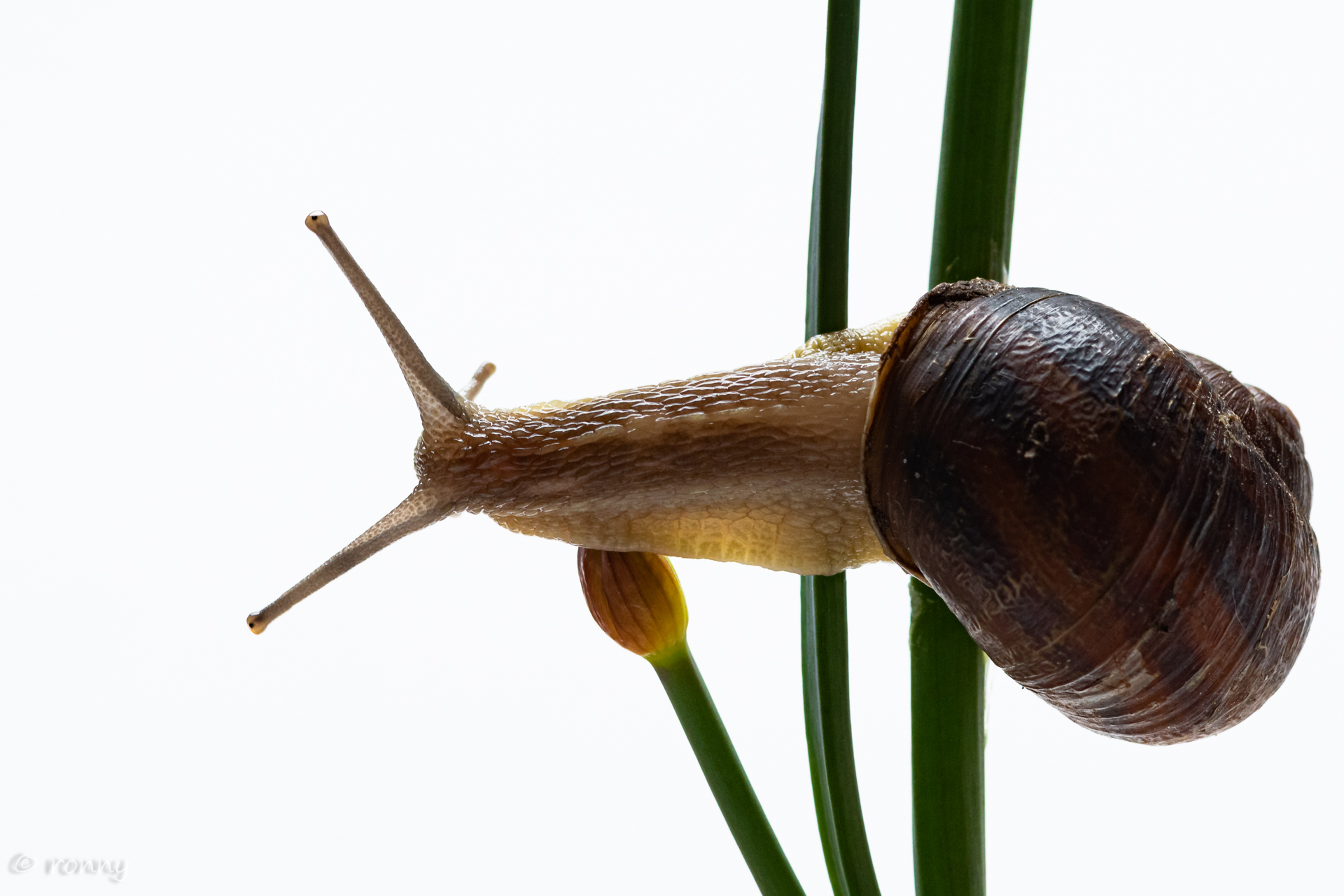 snail