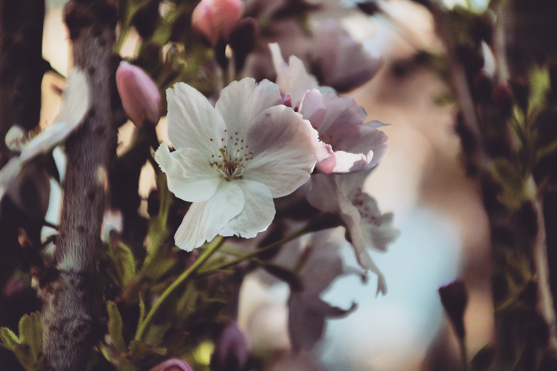 bloesem-in-de-namiddag