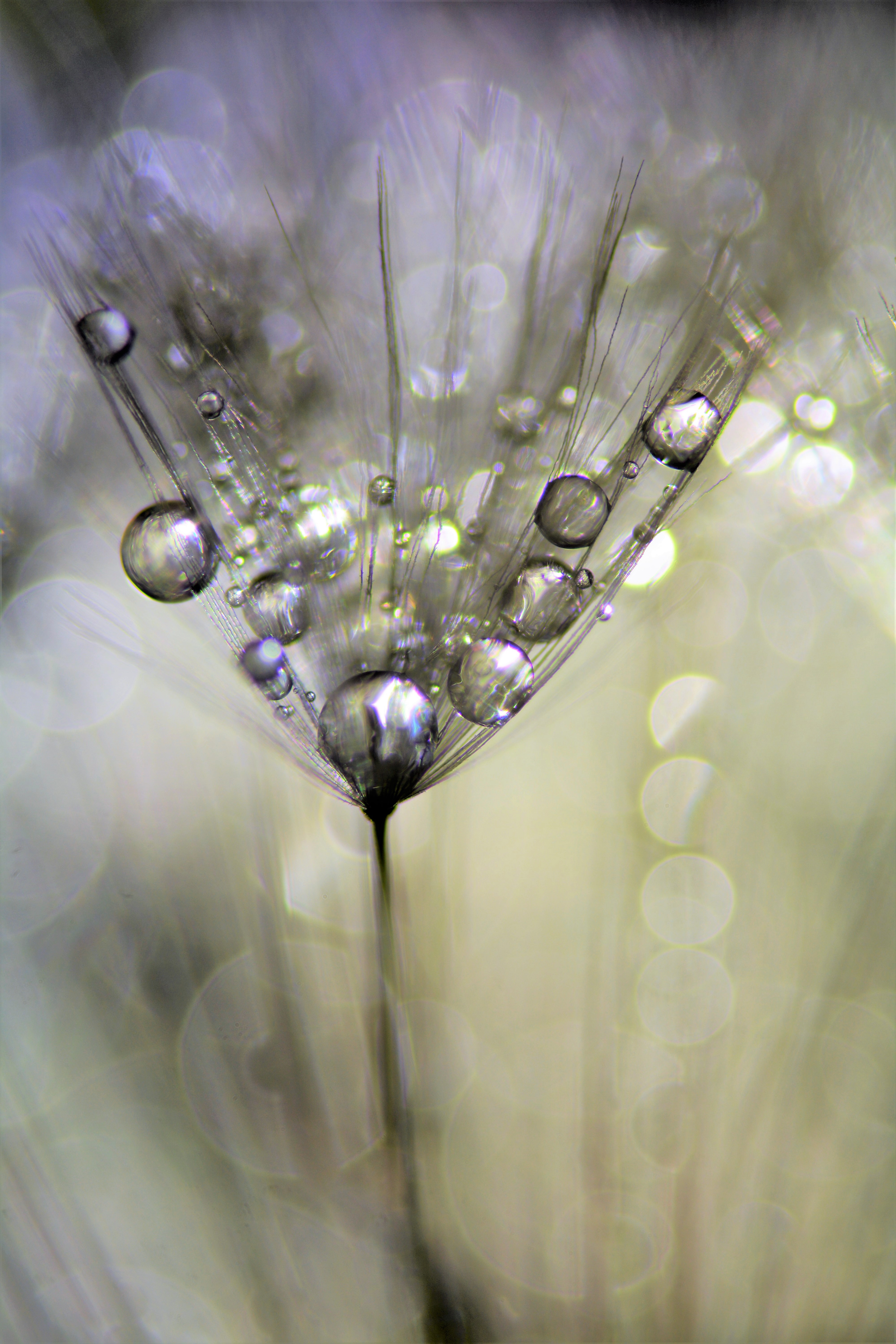 t-is-weer-pluizen-tijd