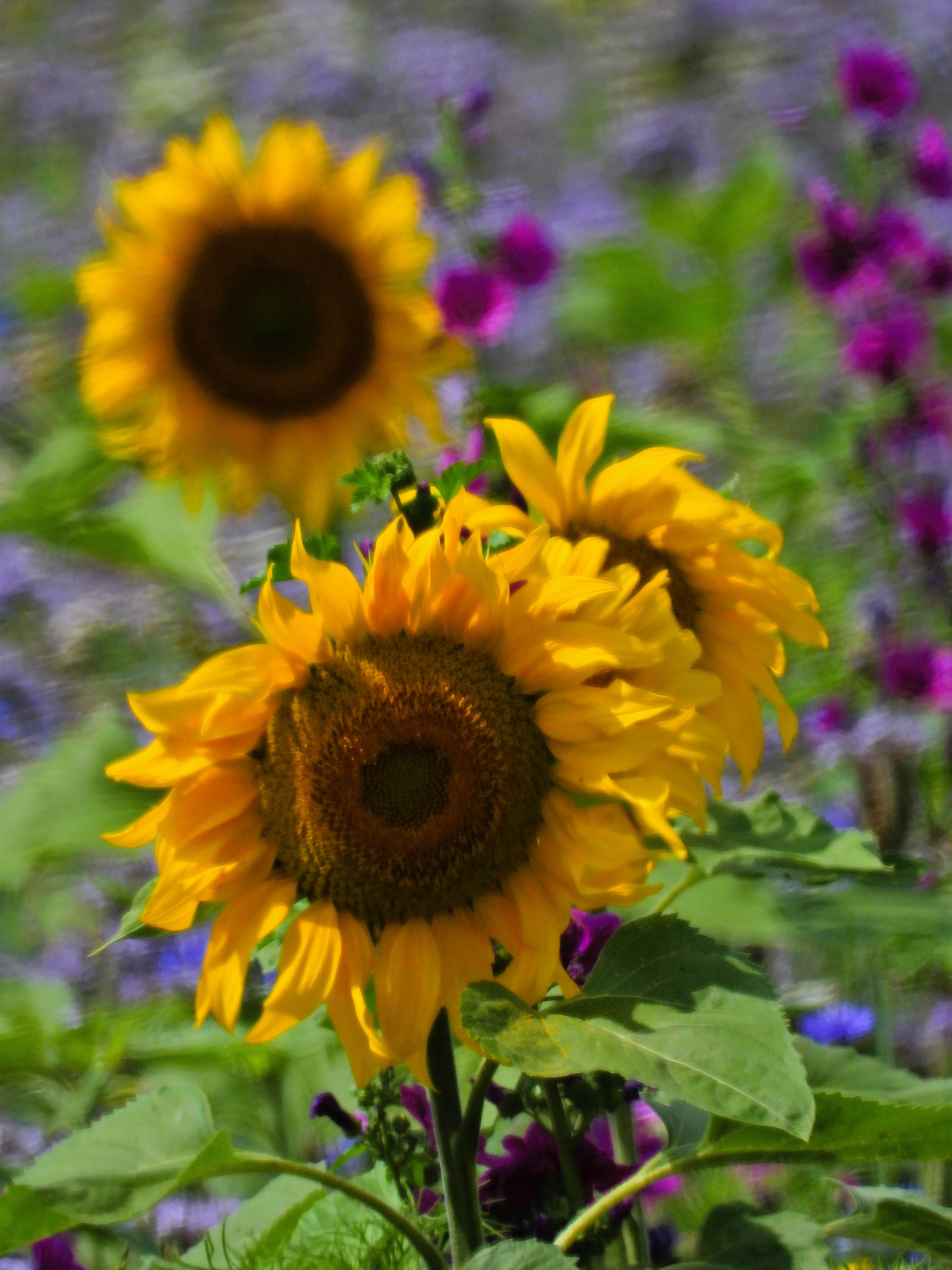zonnebloemen-in-het-veld