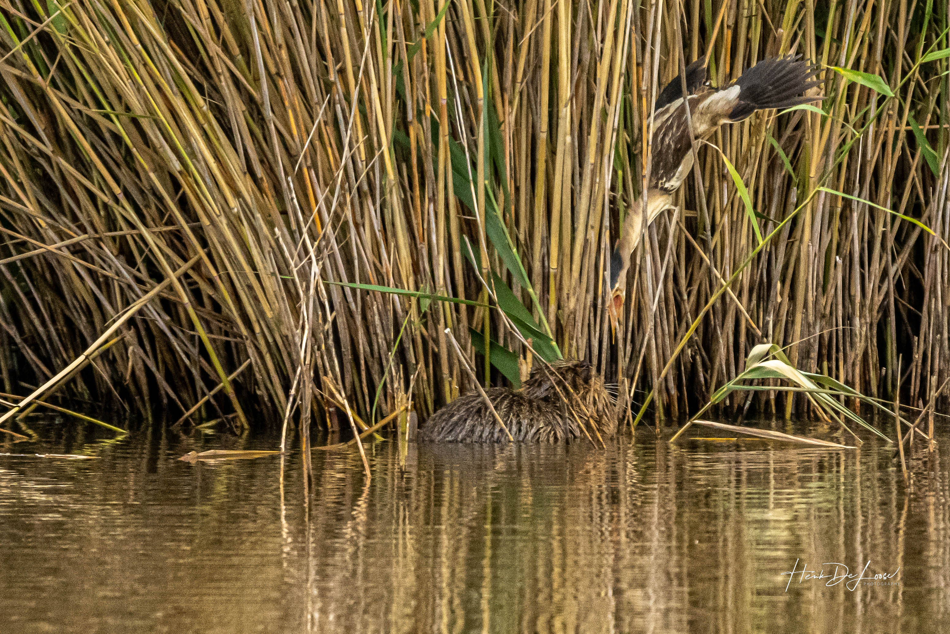 woudaap-verdedigt-nest-tegen-beverrat