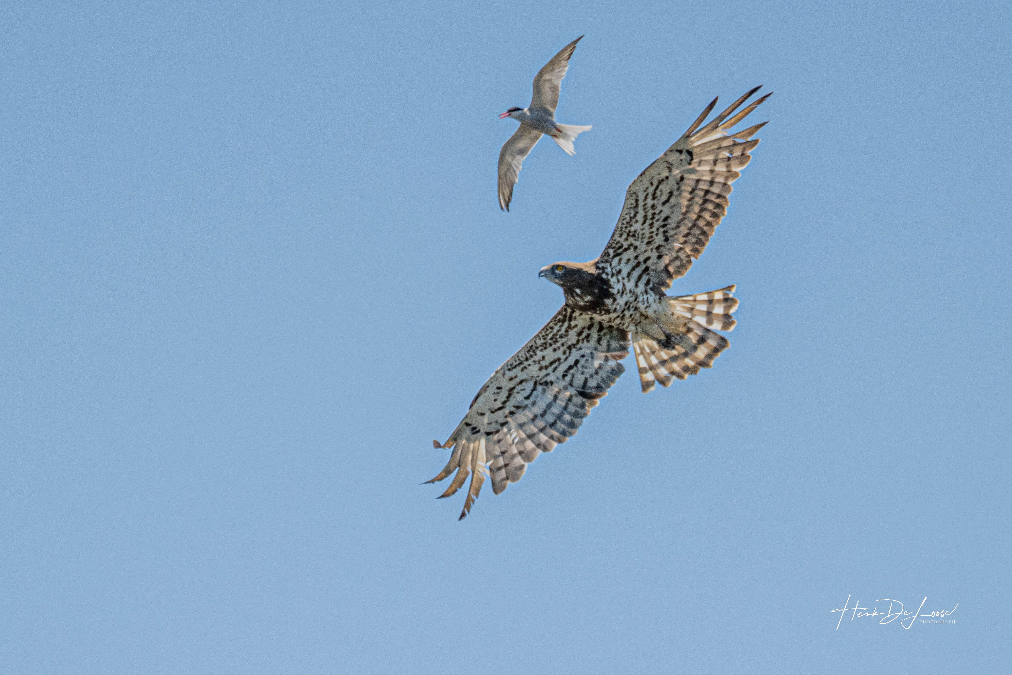 29-6-22-la-brenne-slangenarend-en-stern