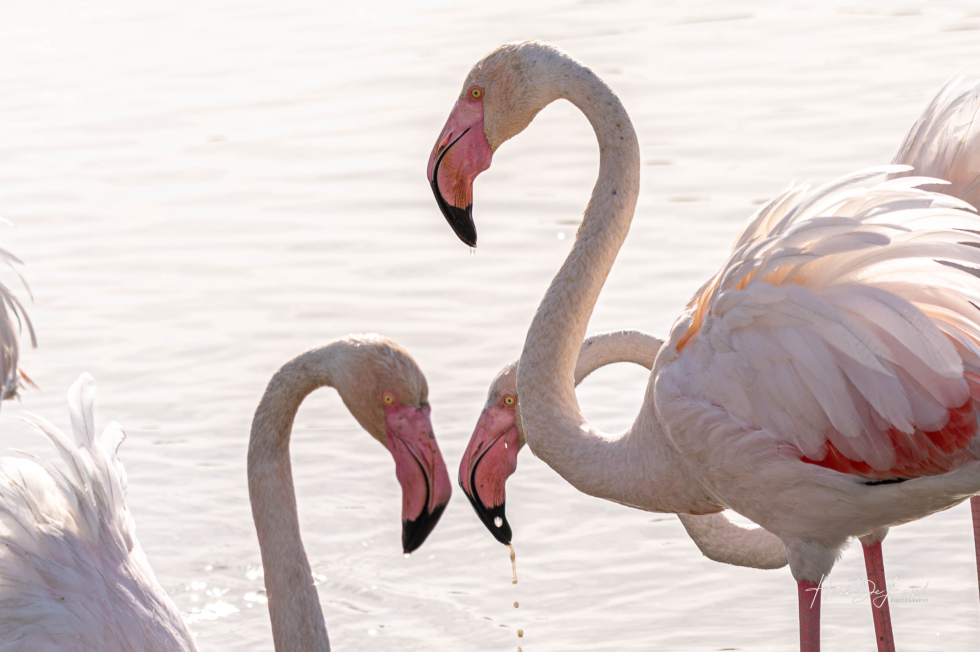 16-5-22-flamengos-in-de-camargue