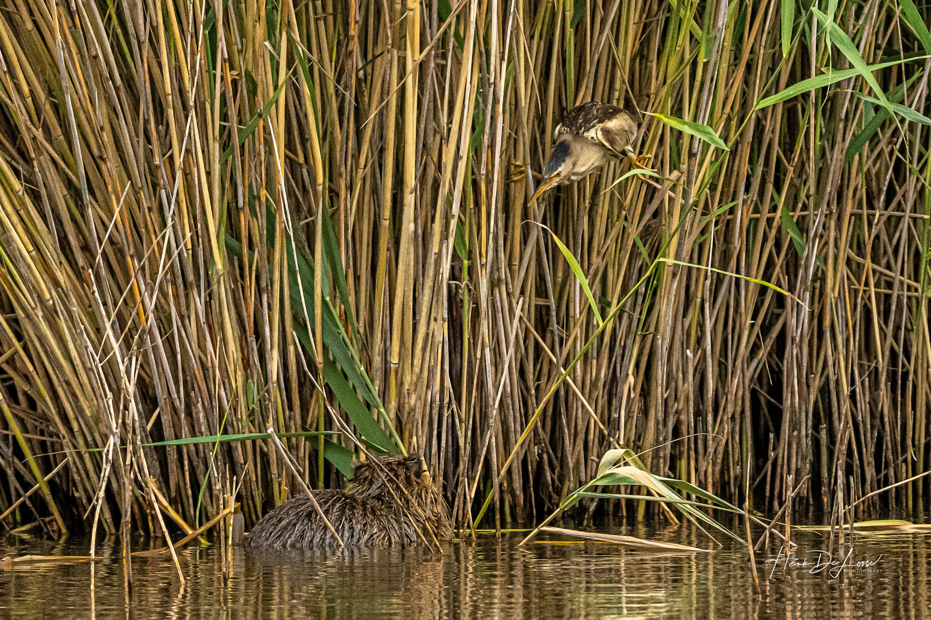 30-6-22-woudaap-verdedigt-nest-tegen-beverrat-la-brenne