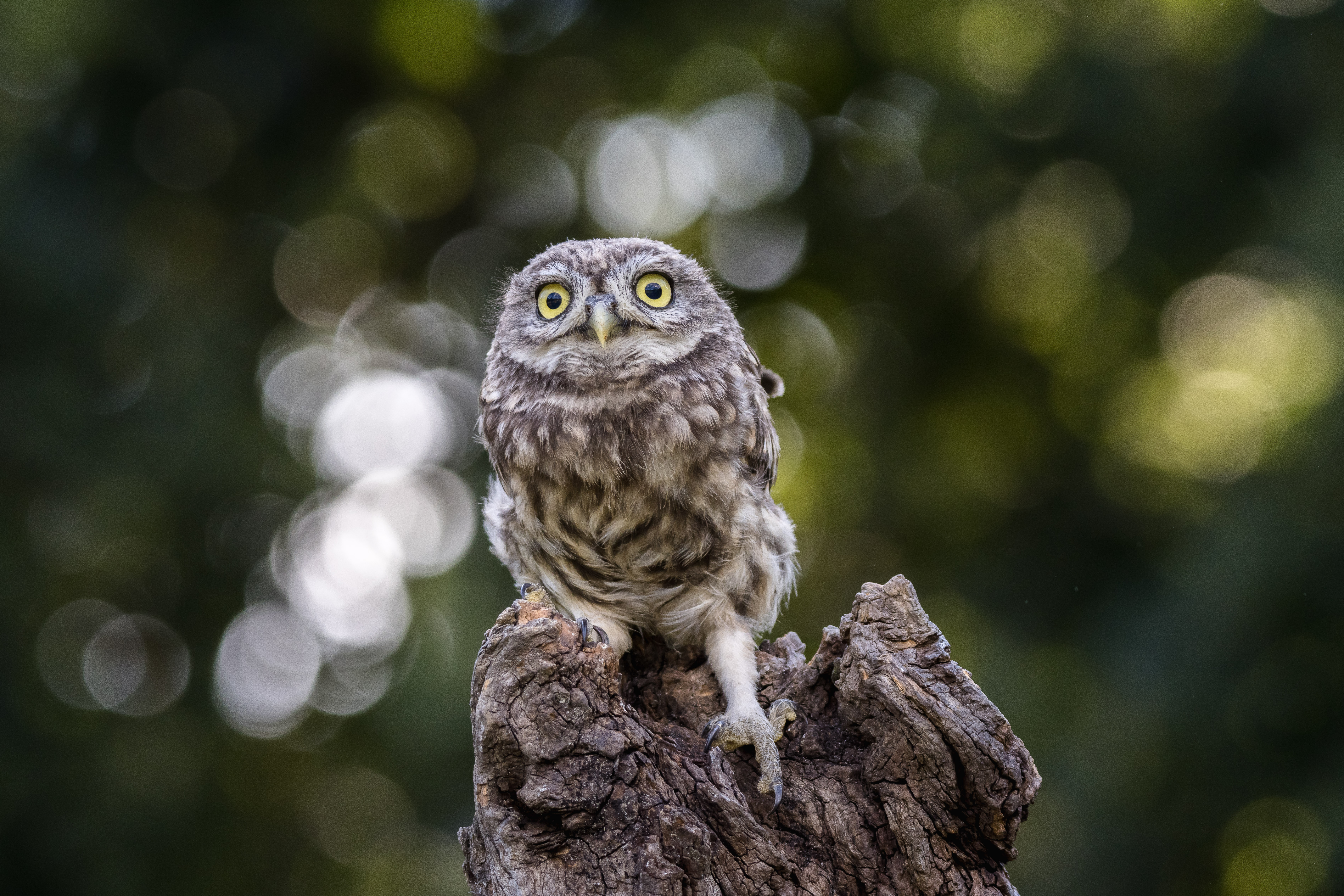 jonge-steenuil-in-de-disco