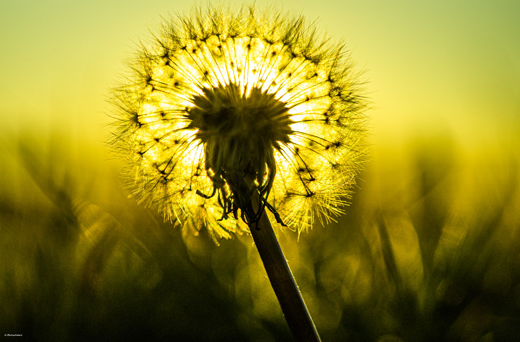 paardenbloem-bij-zonsondergang