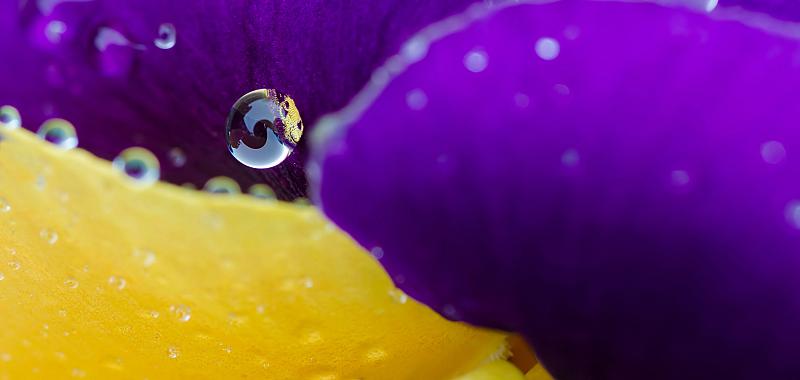 rain-drop