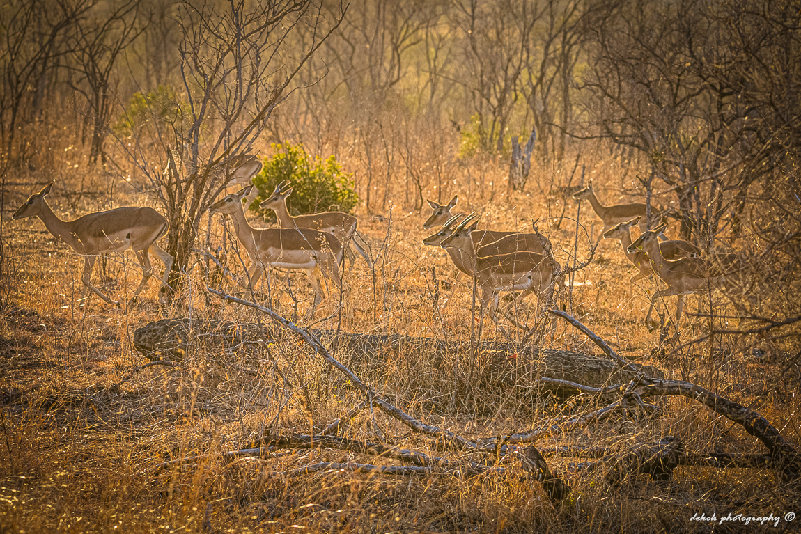 vroege-ochtend-licht