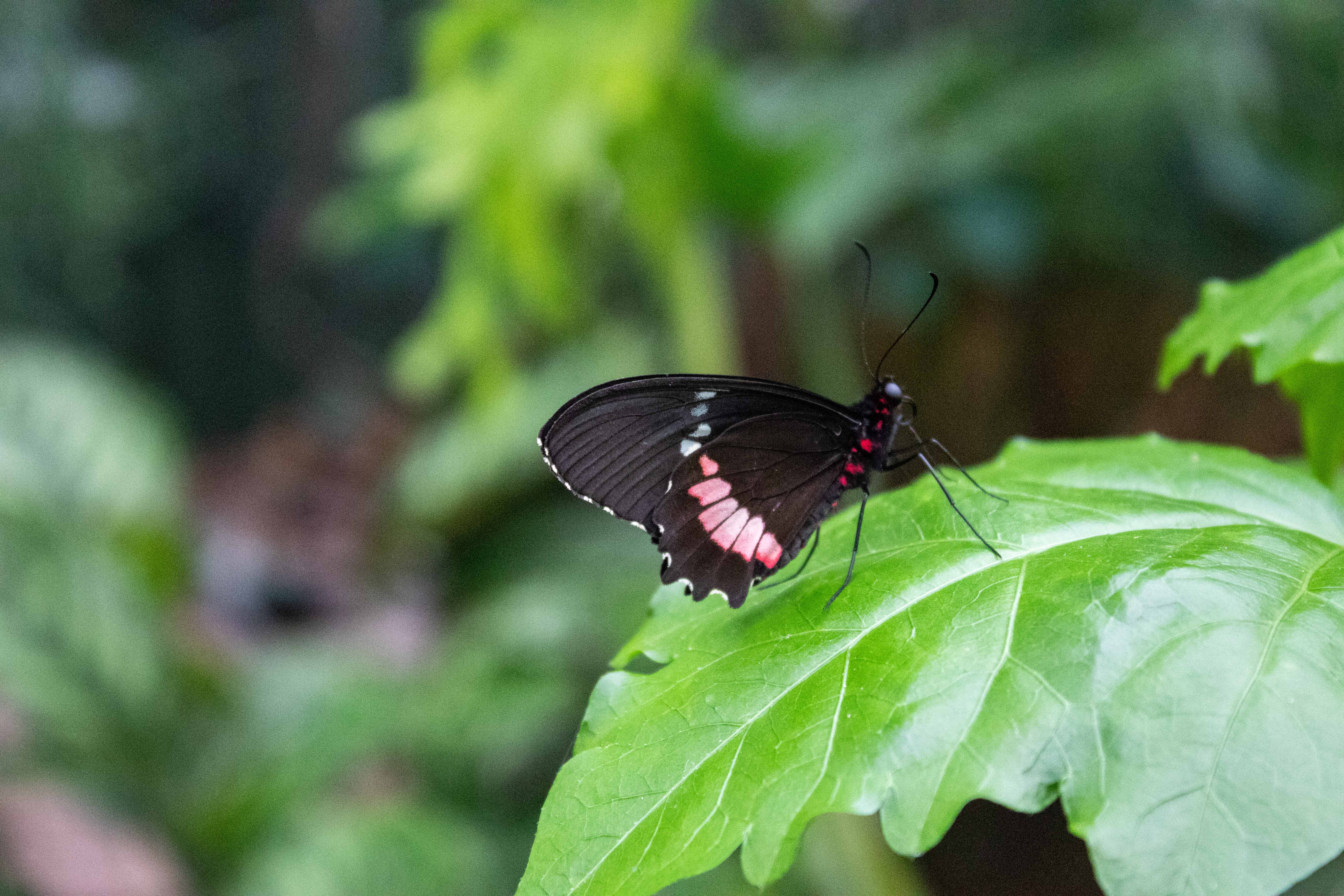 vlinders-aan-de-vliet-0