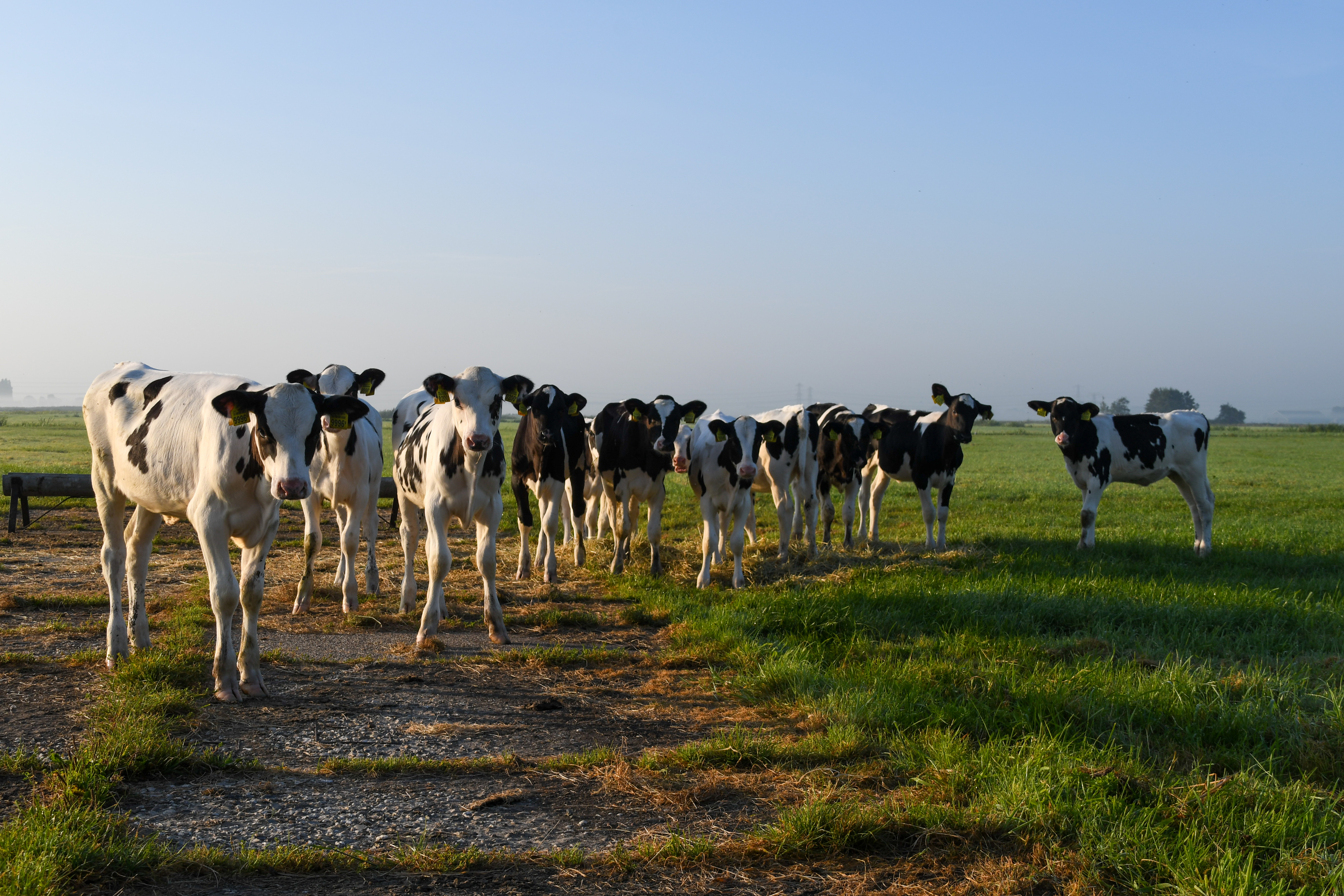 nieuwsgierige-koeien