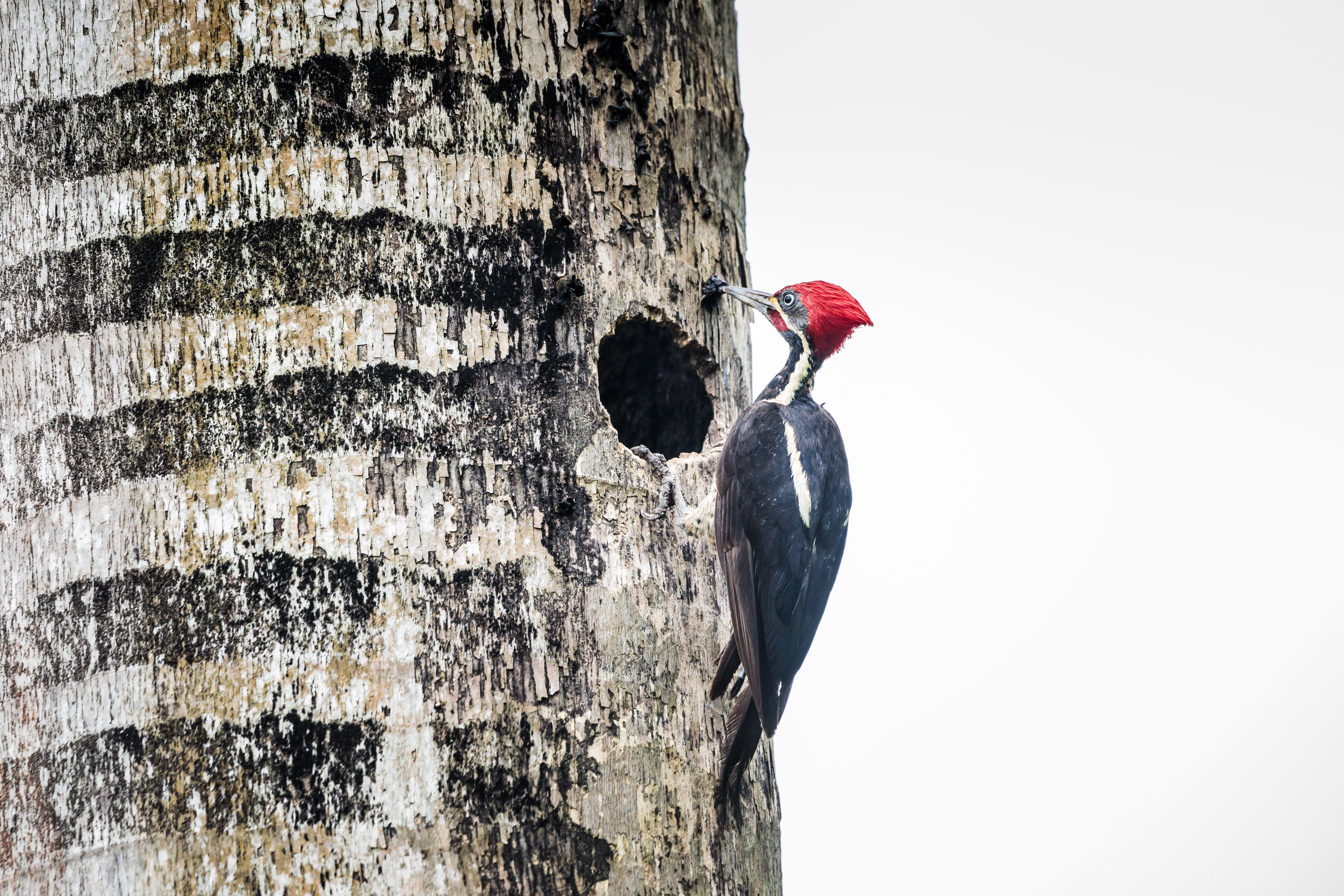 gestreepte-helmspecht