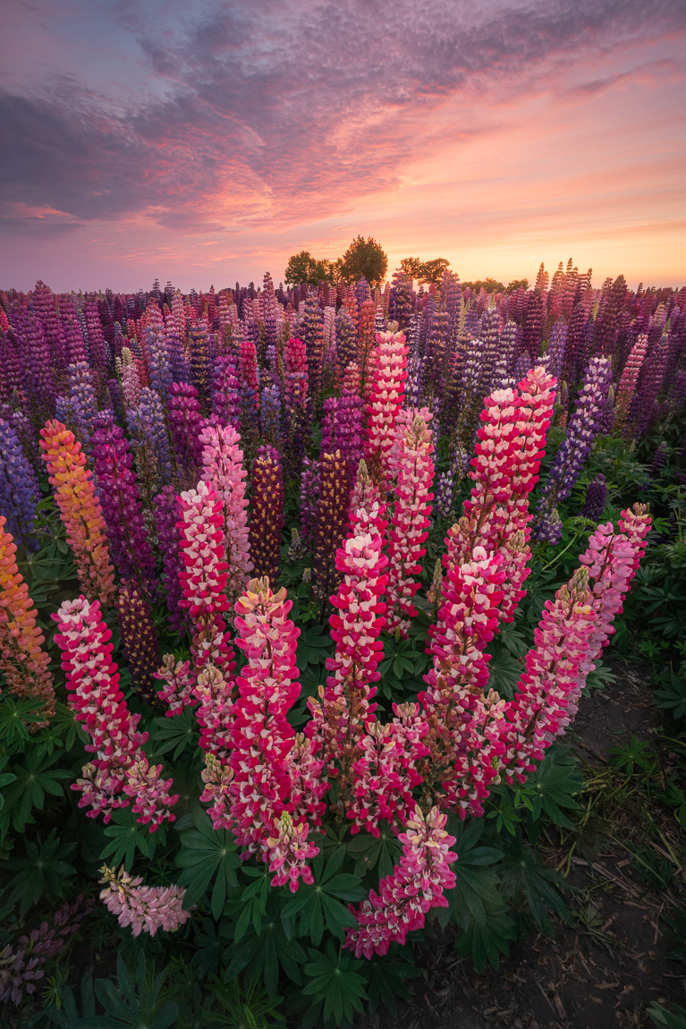 lupineveld-na-zonsondergang