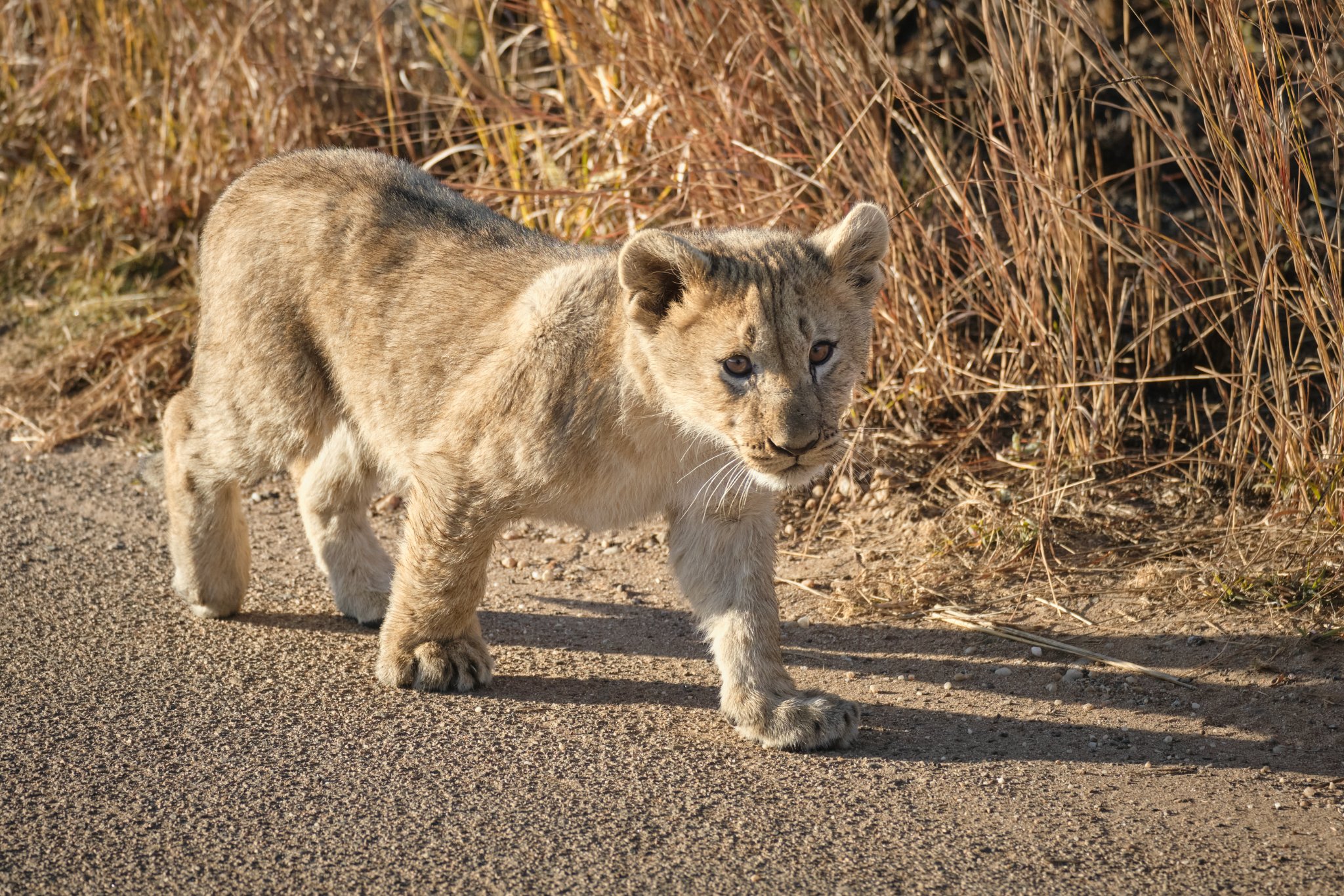 baby-lion-pilanesberg