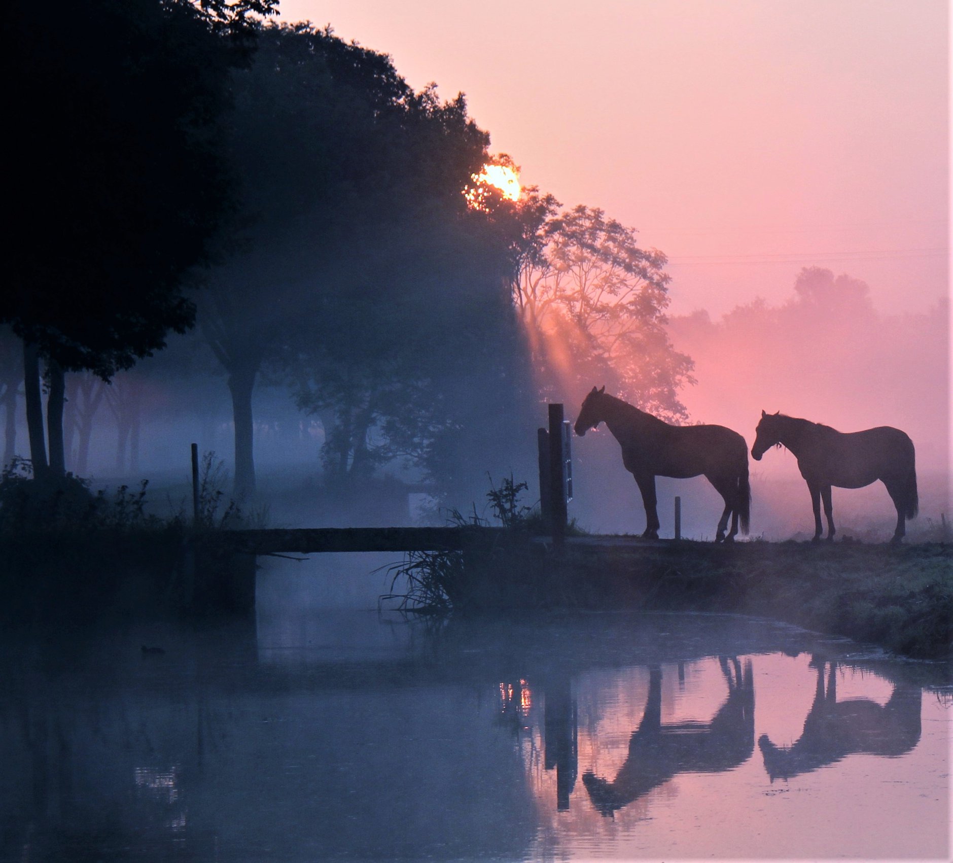 dawn-horses