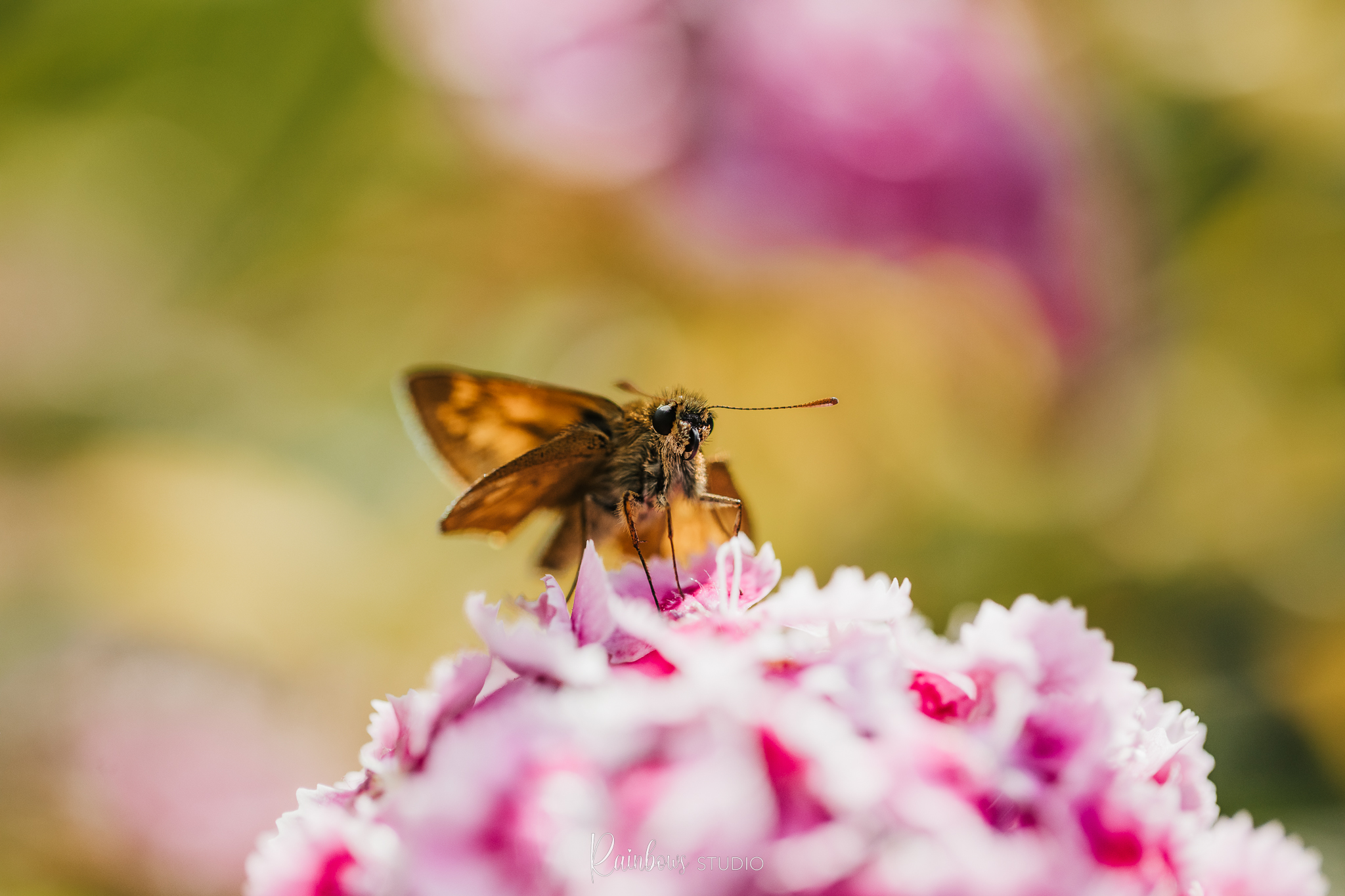 groot-dikkopje-op-duizendschoon