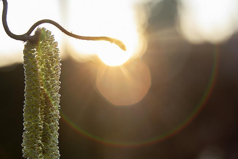bladknop-van-hazelaar-op-zoek-naar-zonlicht