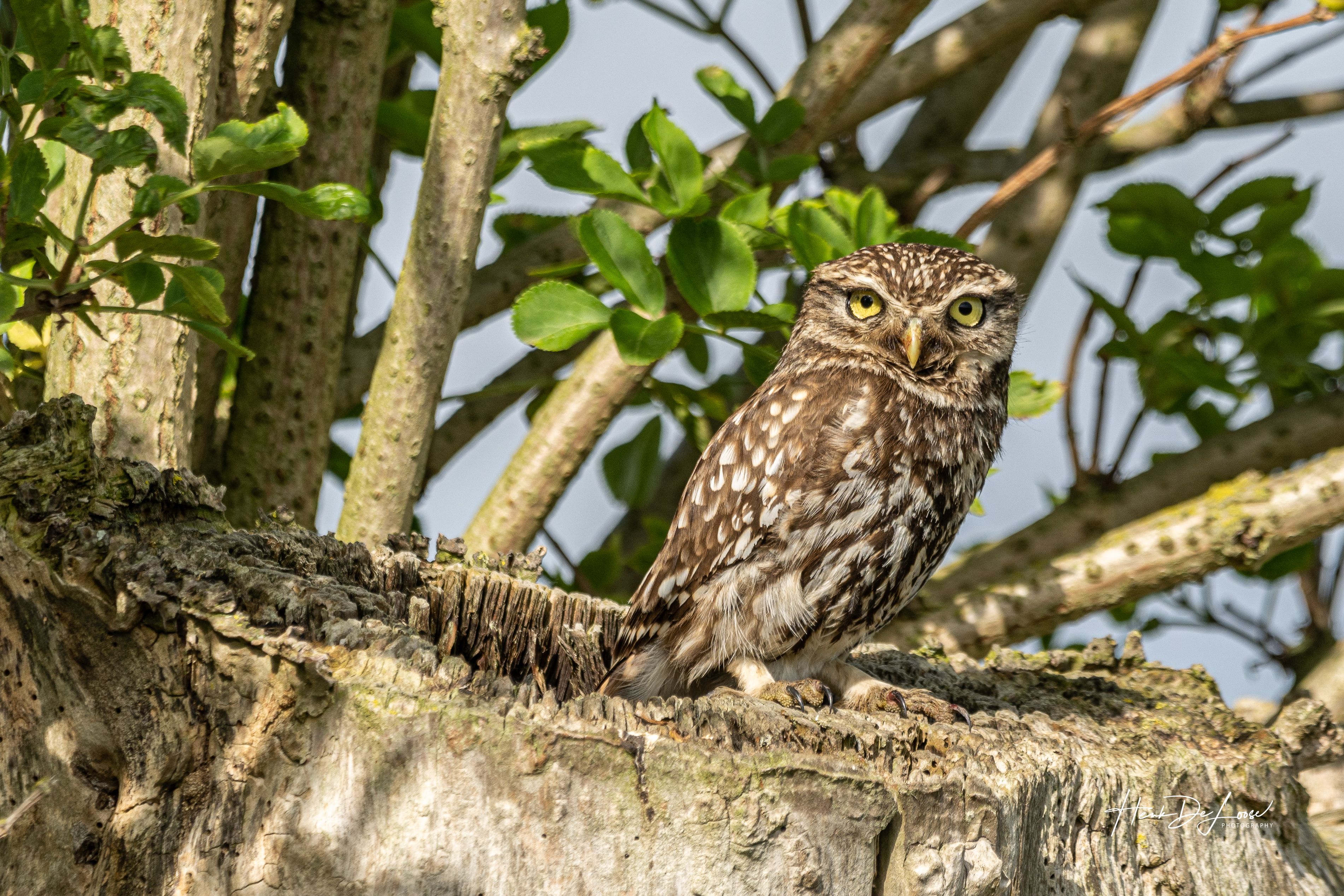 steenuil-in-zuienkerke