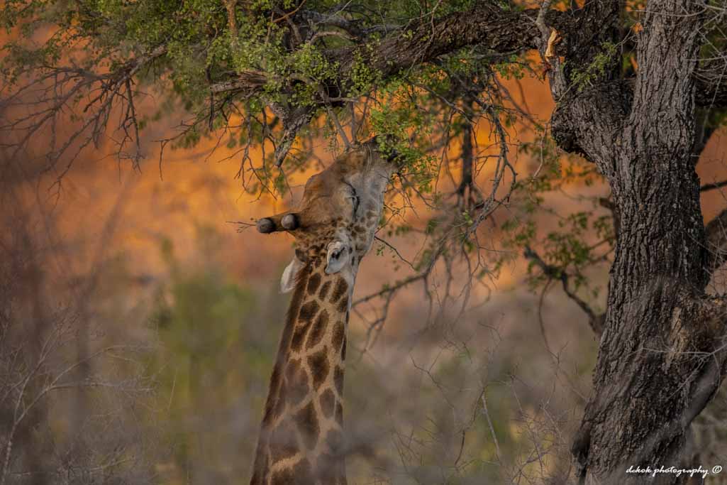 giraf-in-de-late-avondzon