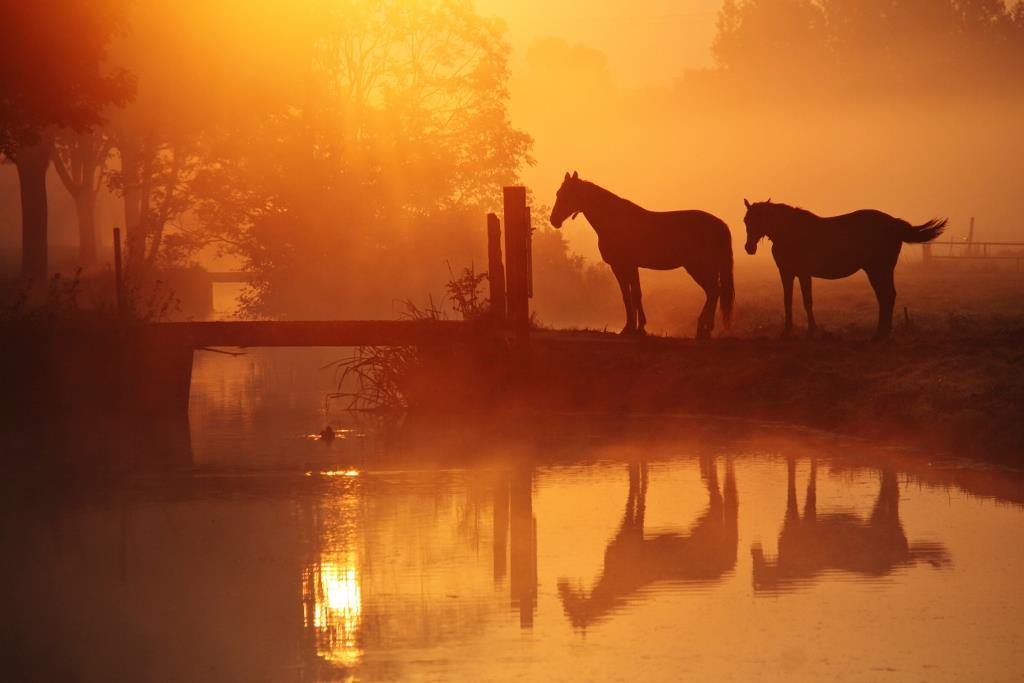 horses-in-gold