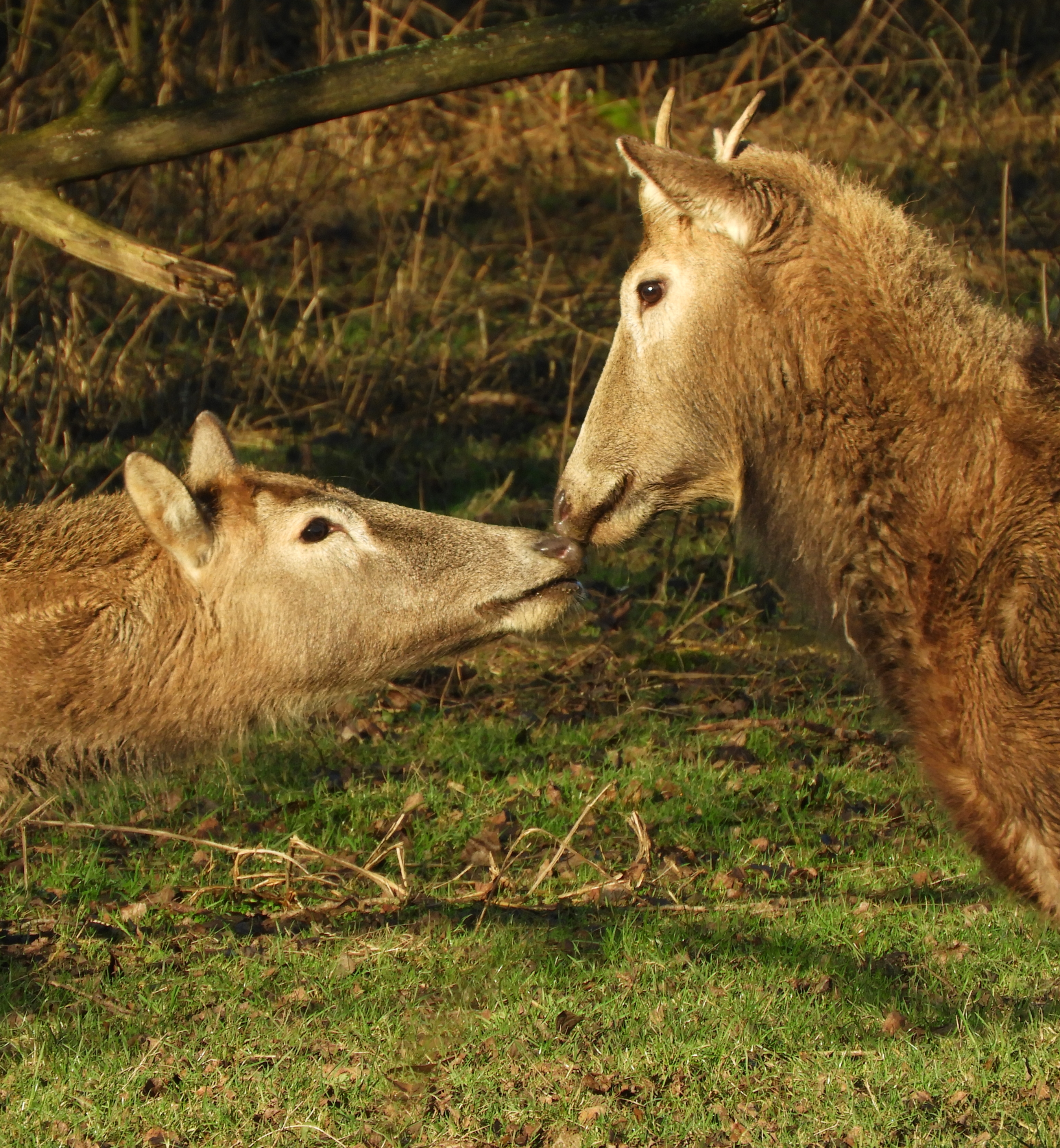 pater-davidsherten-die-elkaar-wel-erg-leuk-vinden