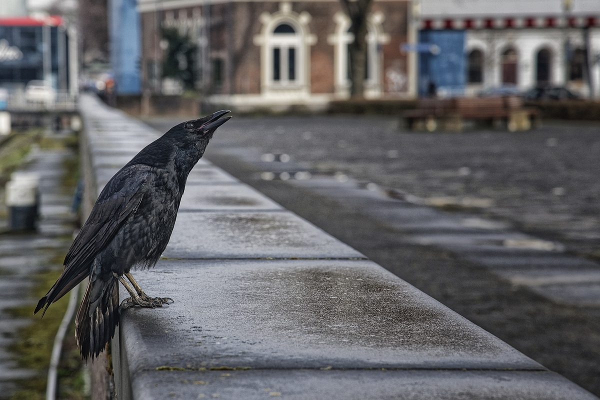 kraai-in-het-centrum-van-rotterdam