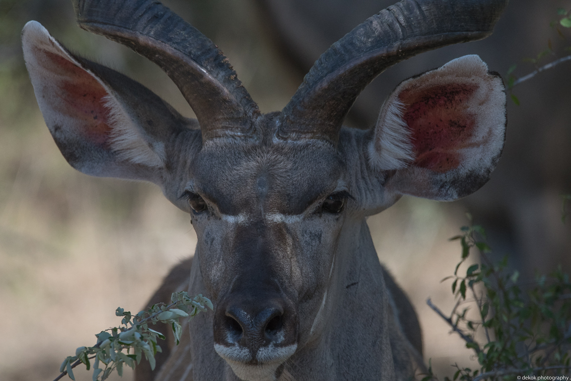 kudu-portret