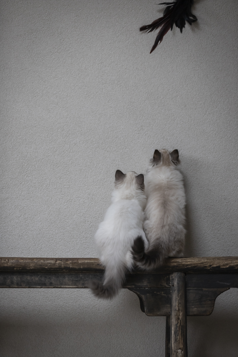 ragdoll-kittens