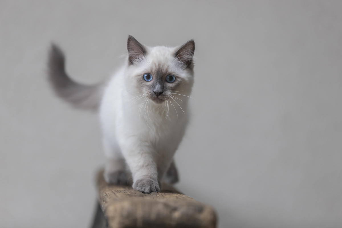 ragdoll-kitten