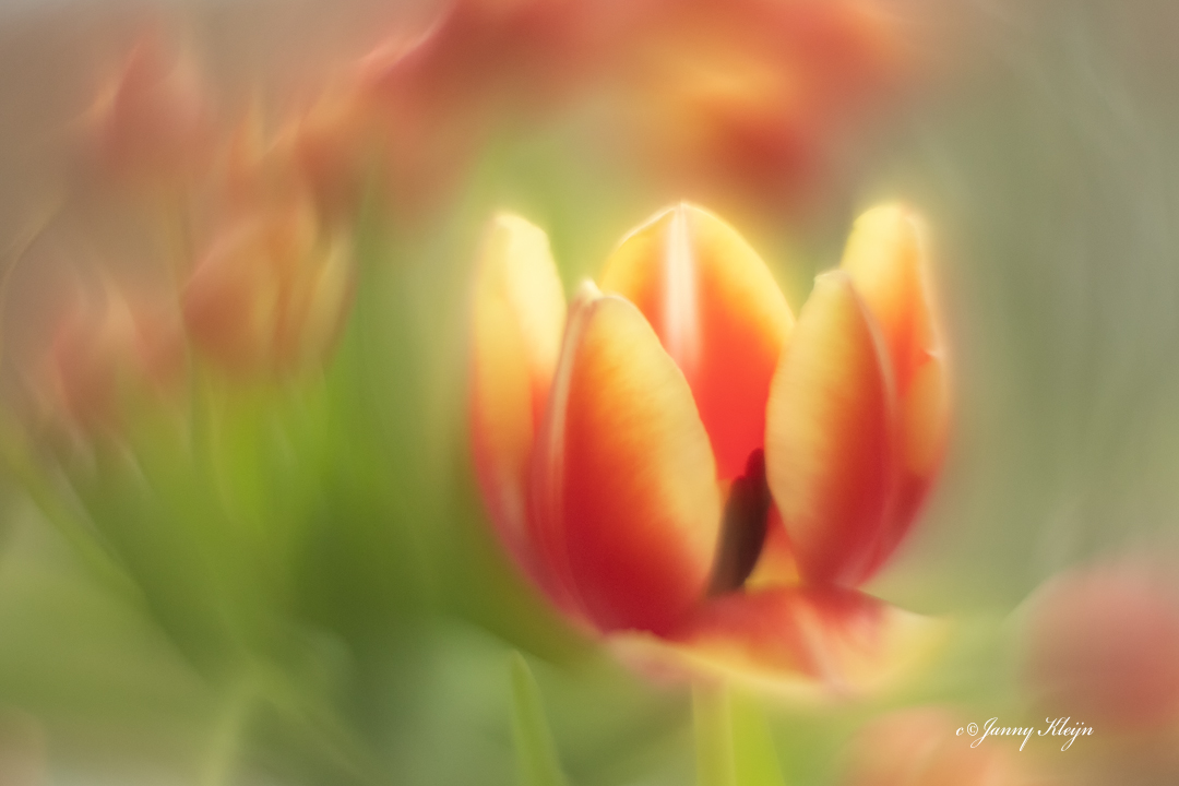 tulp-3
