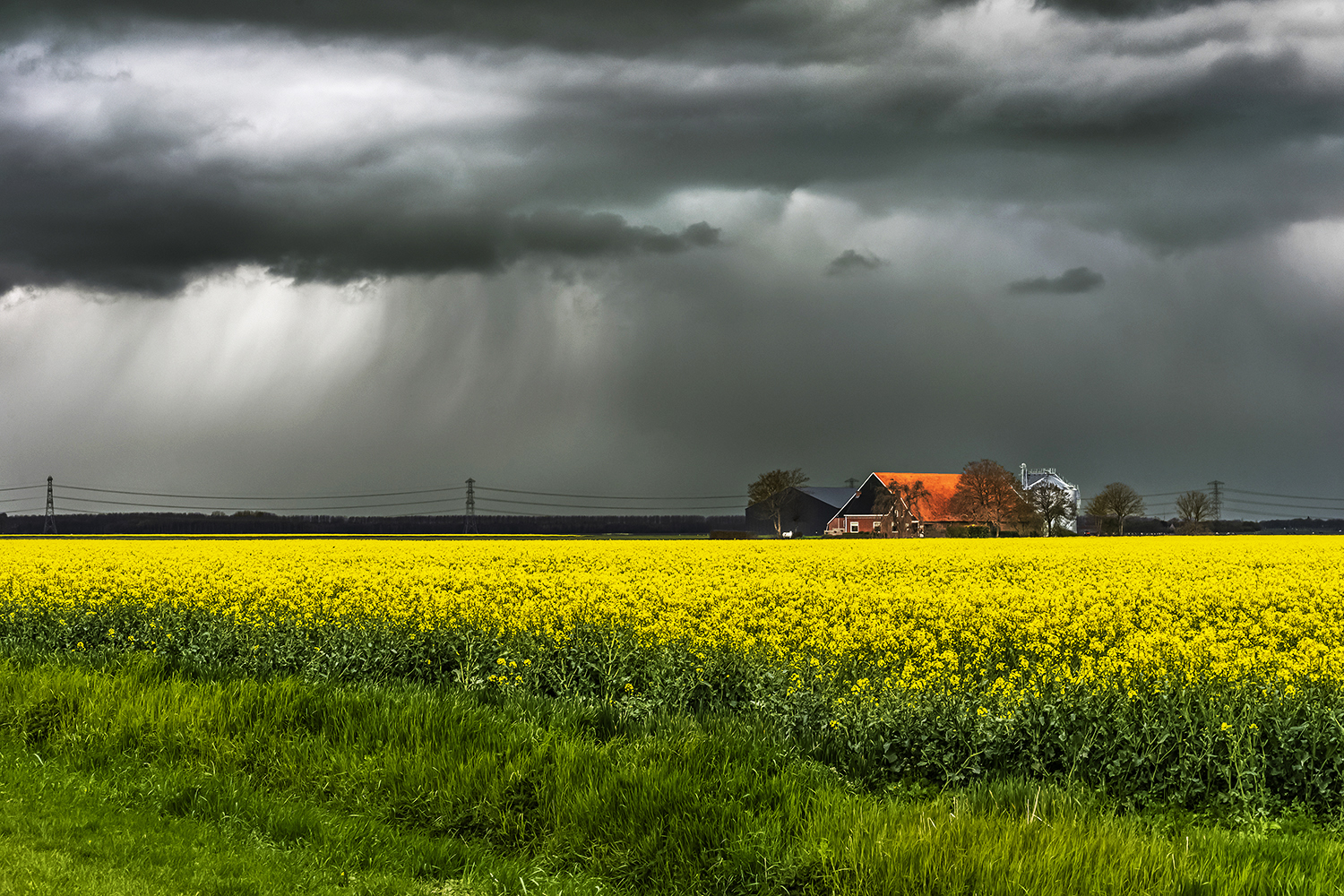 koolzaad-en-dreigende-lucht