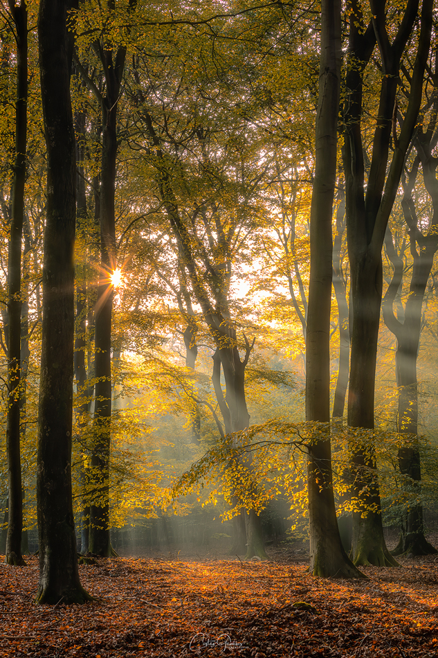 silence-of-the-forest