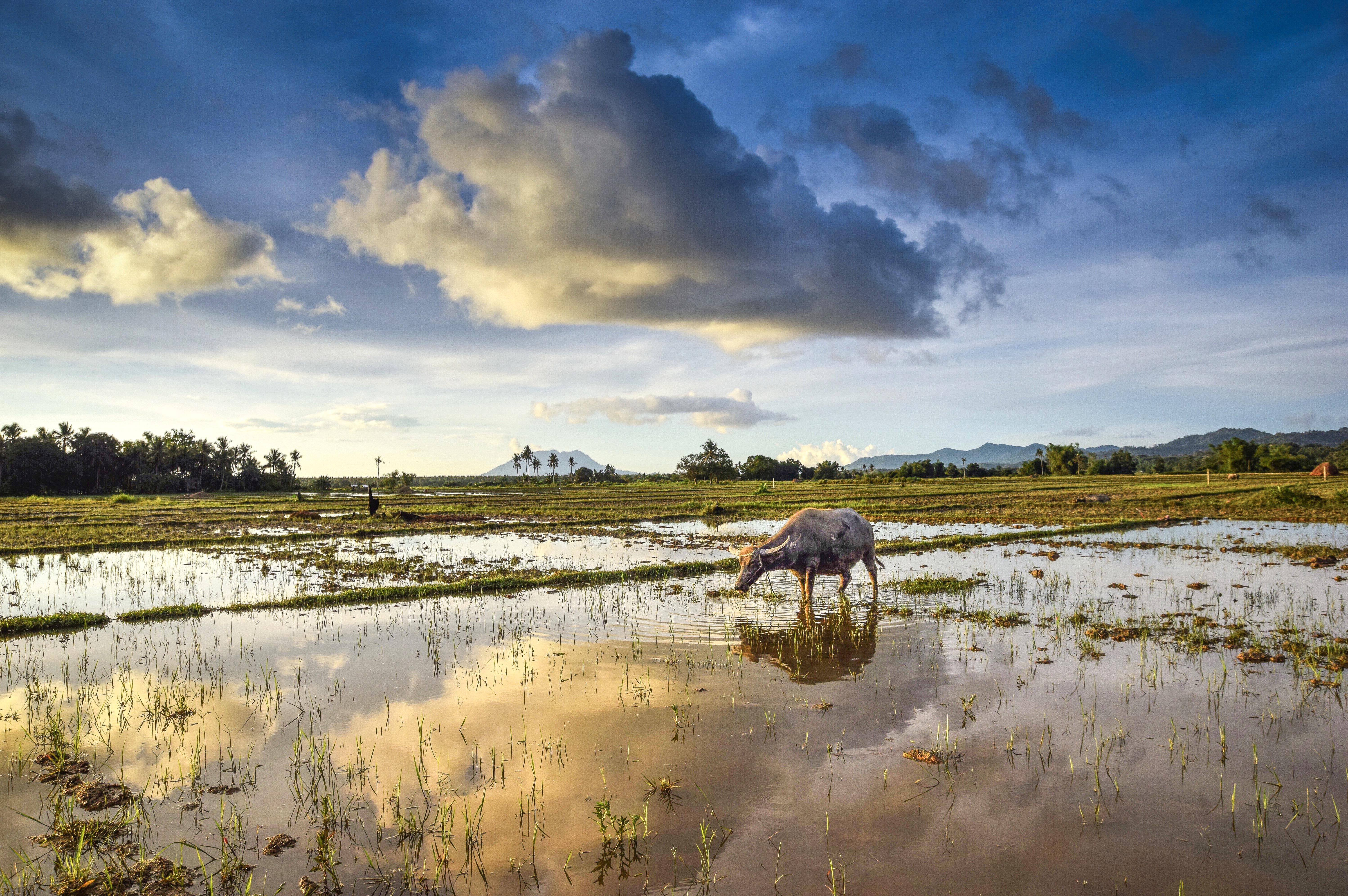 waterbuffel-in-rijstvelden